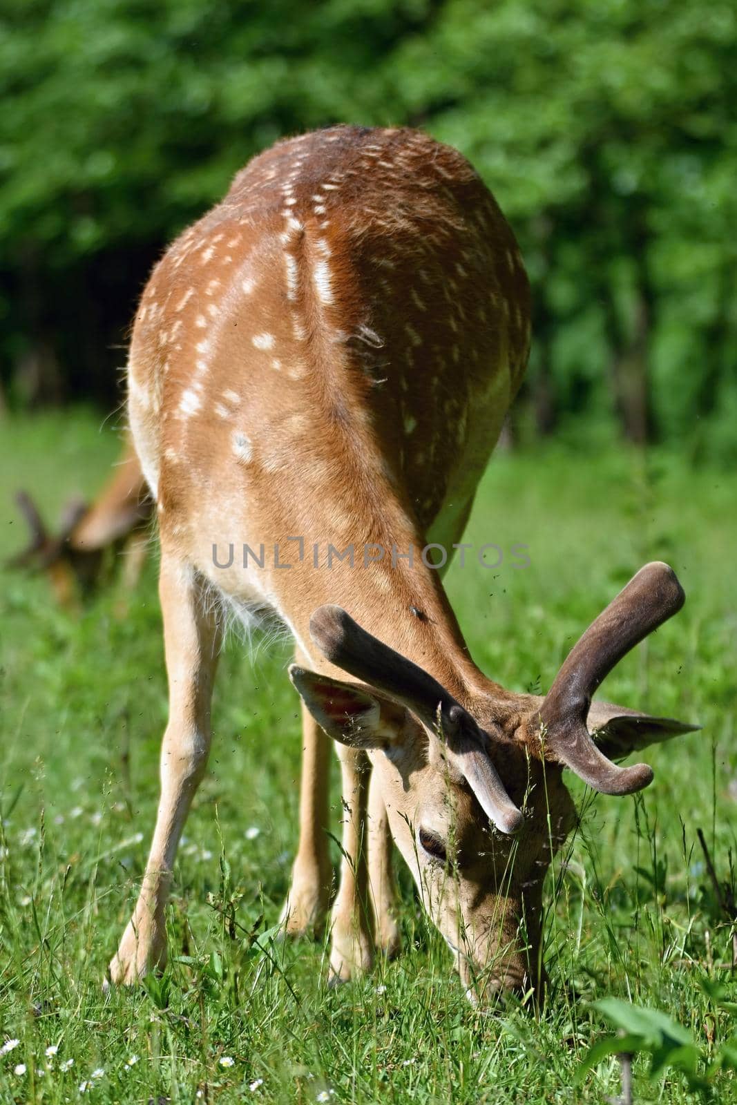 Fallow - fallow deer. (Dama dama ) Beautiful natural background with animals. Forest and sunset. Brno - Czech Republic - Europe. by Montypeter