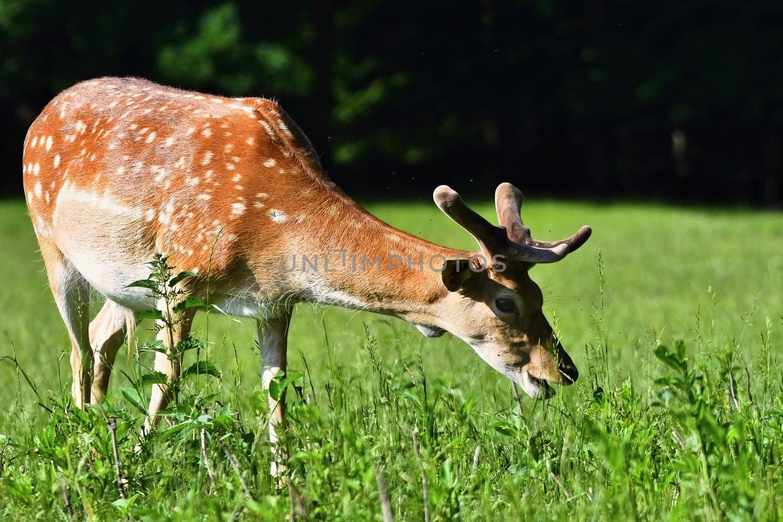 Fallow - fallow deer. (Dama dama ) Beautiful natural background with animals. Forest and sunset. Brno - Czech Republic - Europe.