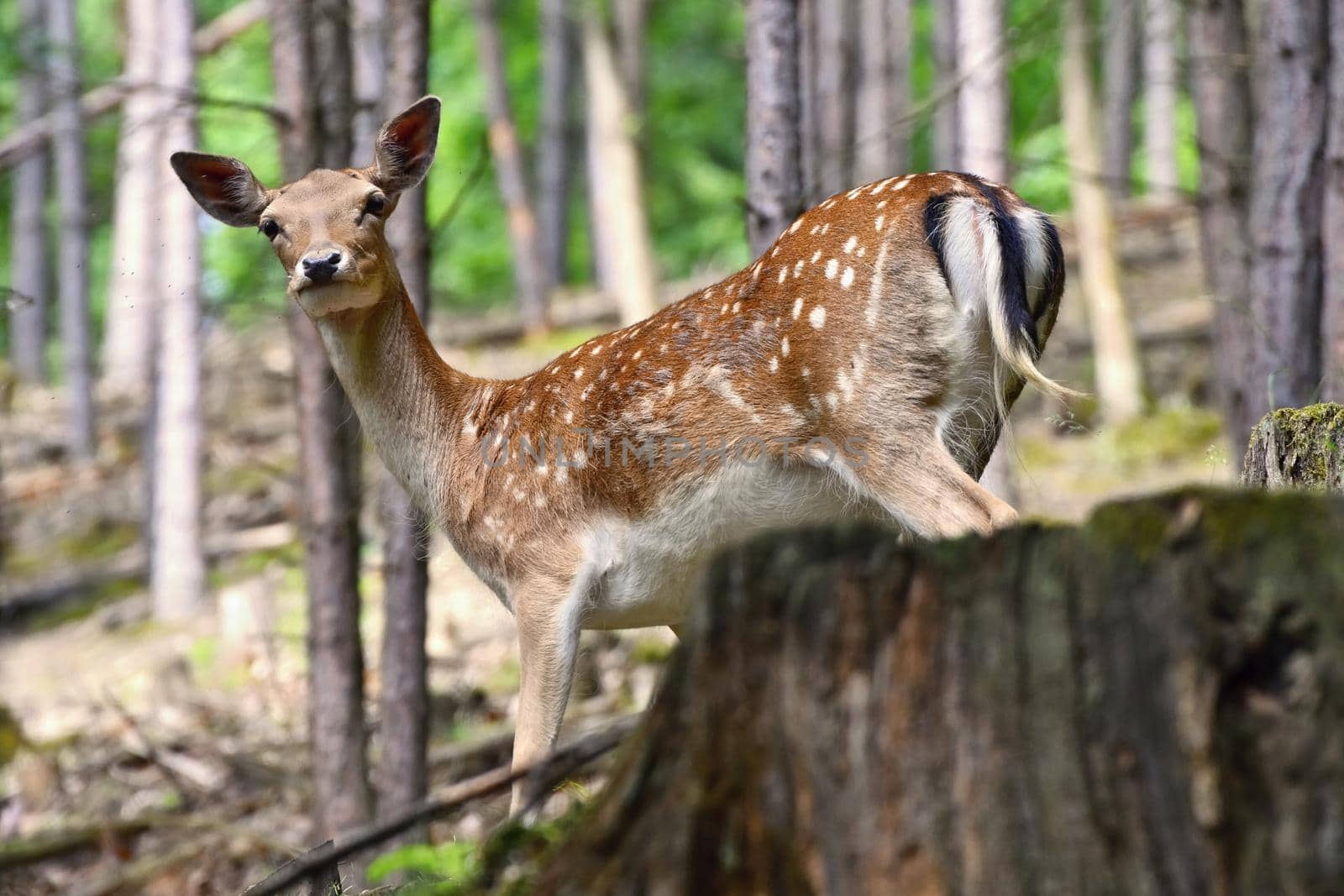 Fallow - fallow deer. (Dama dama ) Beautiful natural background with animals. Forest and sunset. Brno - Czech Republic - Europe.