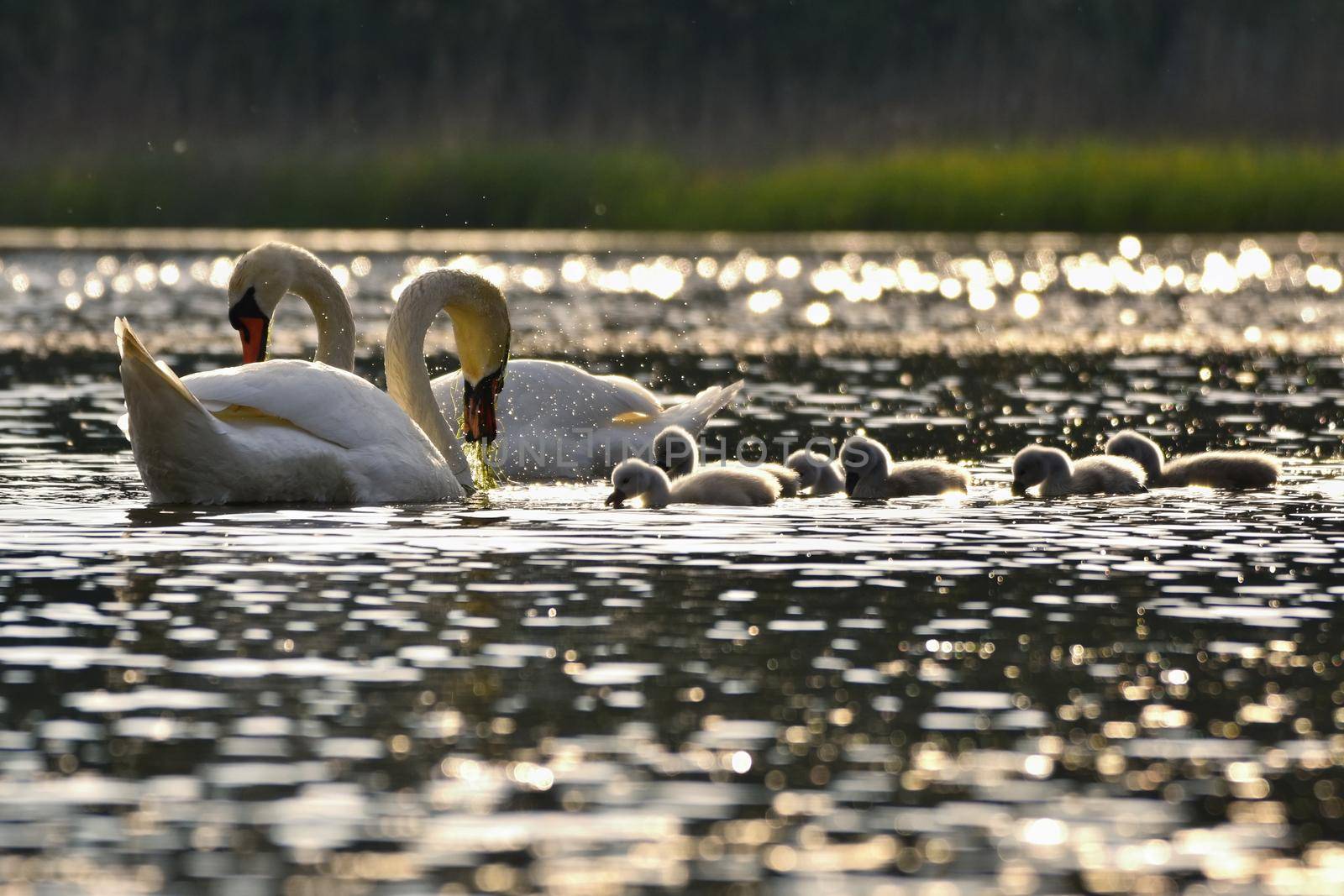 Beautiful swan cubs at the pond. Beautiful natural colored background with wild animals. 