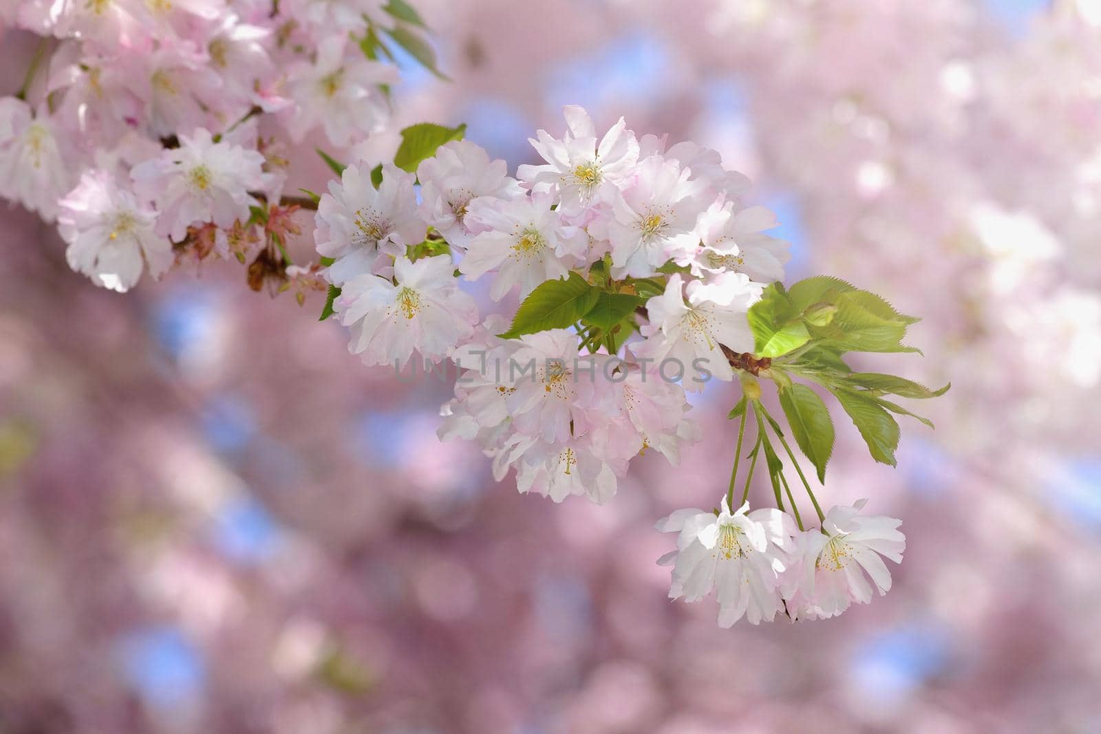 Beautiful blossom tree. Nature scene with sun in Sunny day. Spring flowers. Abstract blurred background in Springtime. 