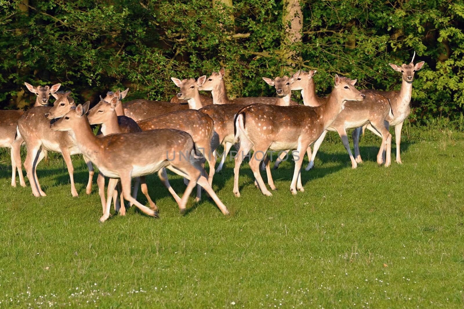Fallow - fallow deer. (Dama dama ) Beautiful natural background with animals. Sunset. 