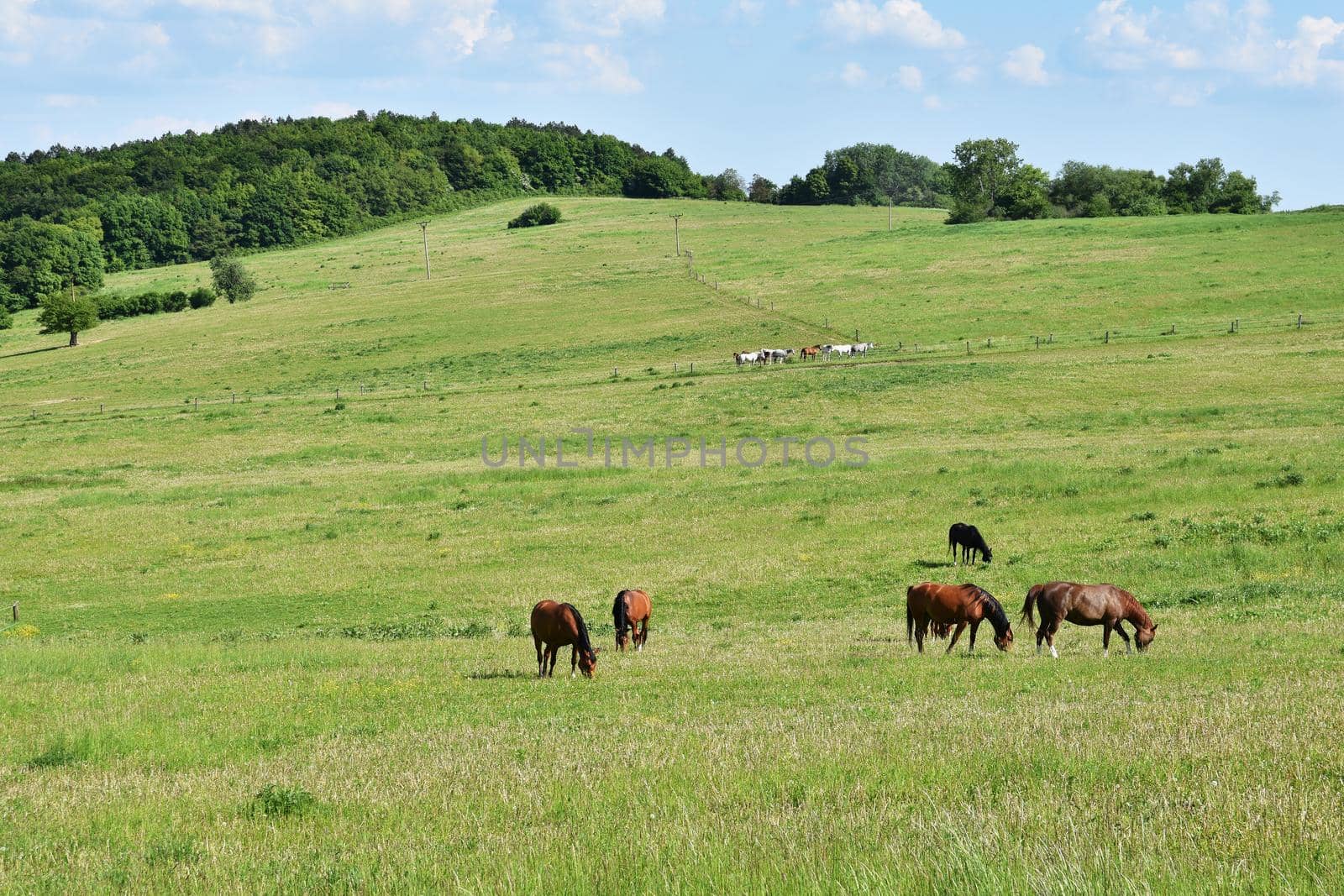 Beautiful horses grazing freely in nature.Beautiful natural colored background with wild animals.
Springtime.