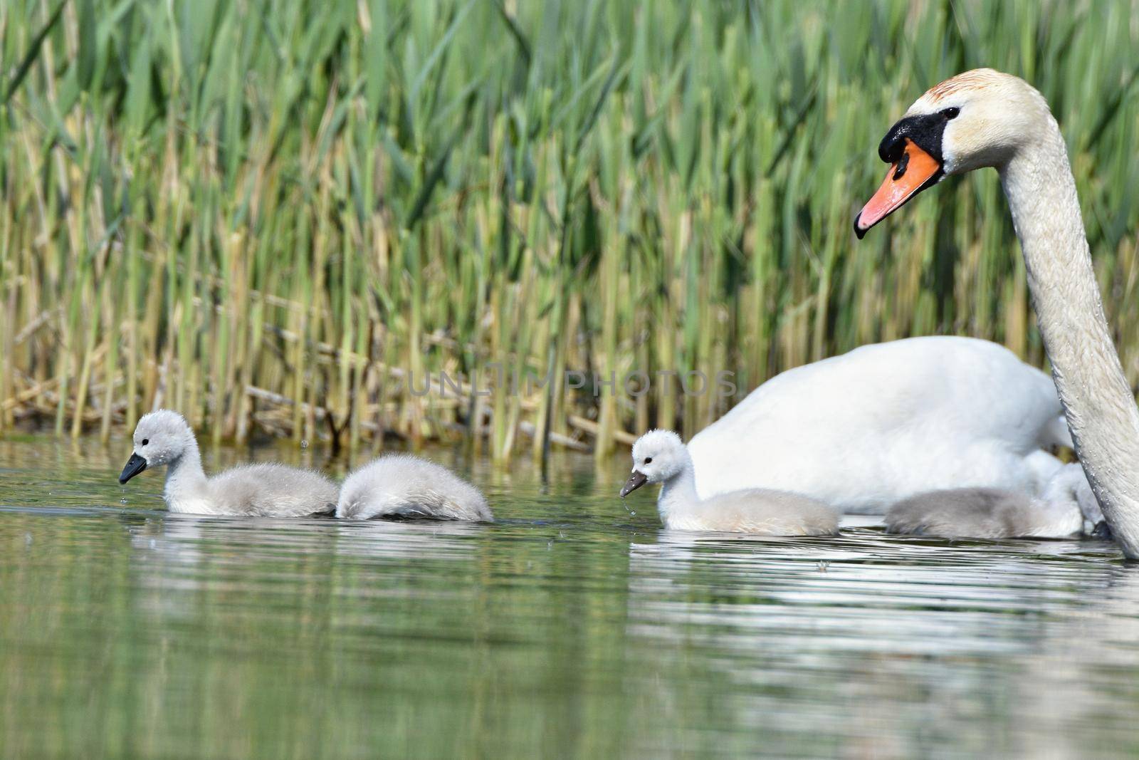 Beautiful swan cubs at the pond. Beautiful natural colored background with wild animals.
Springtime.