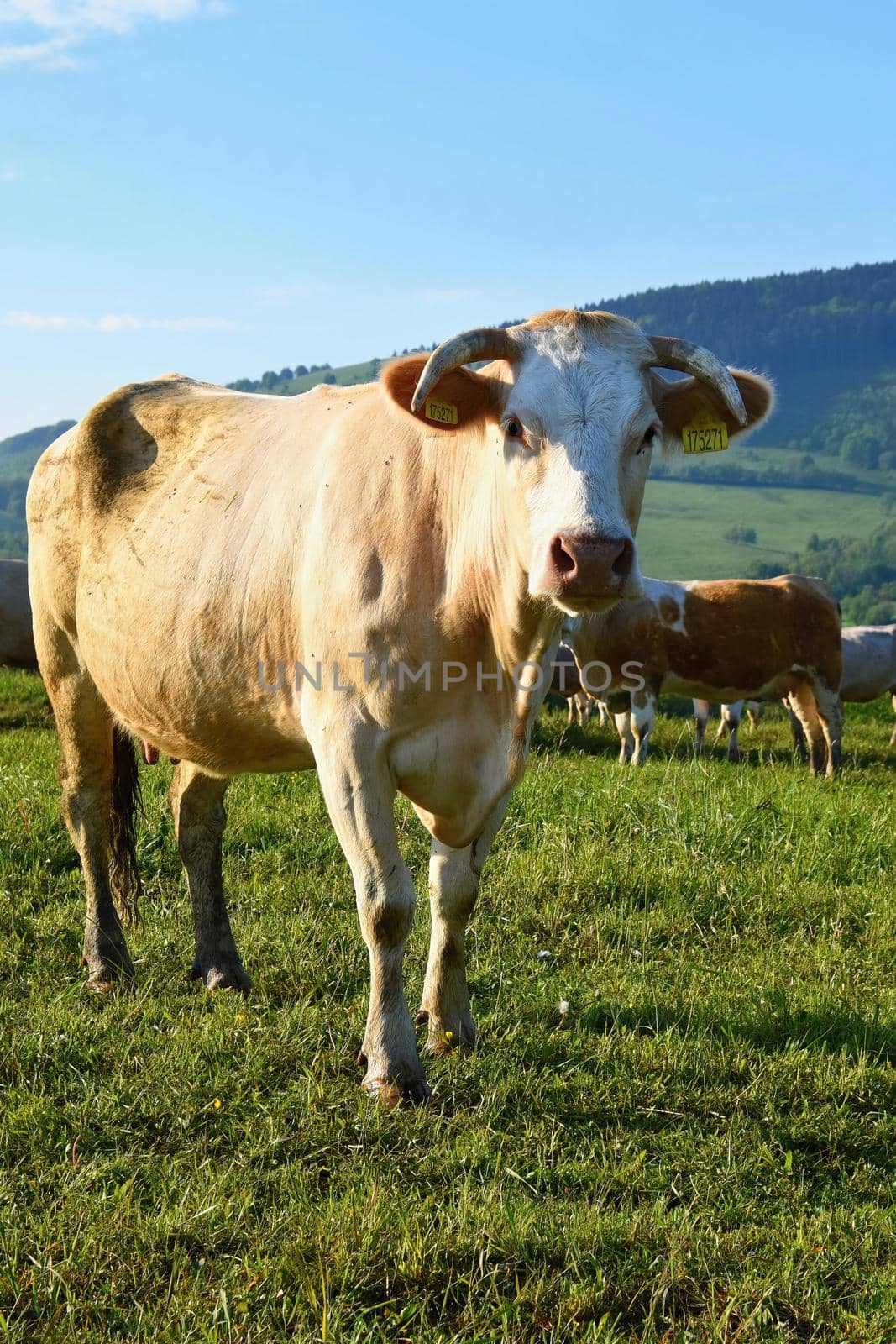 Beautiful landscape with grazing calves in the mountains in summer. Czech Republic - the White Carpathians - Europe. by Montypeter