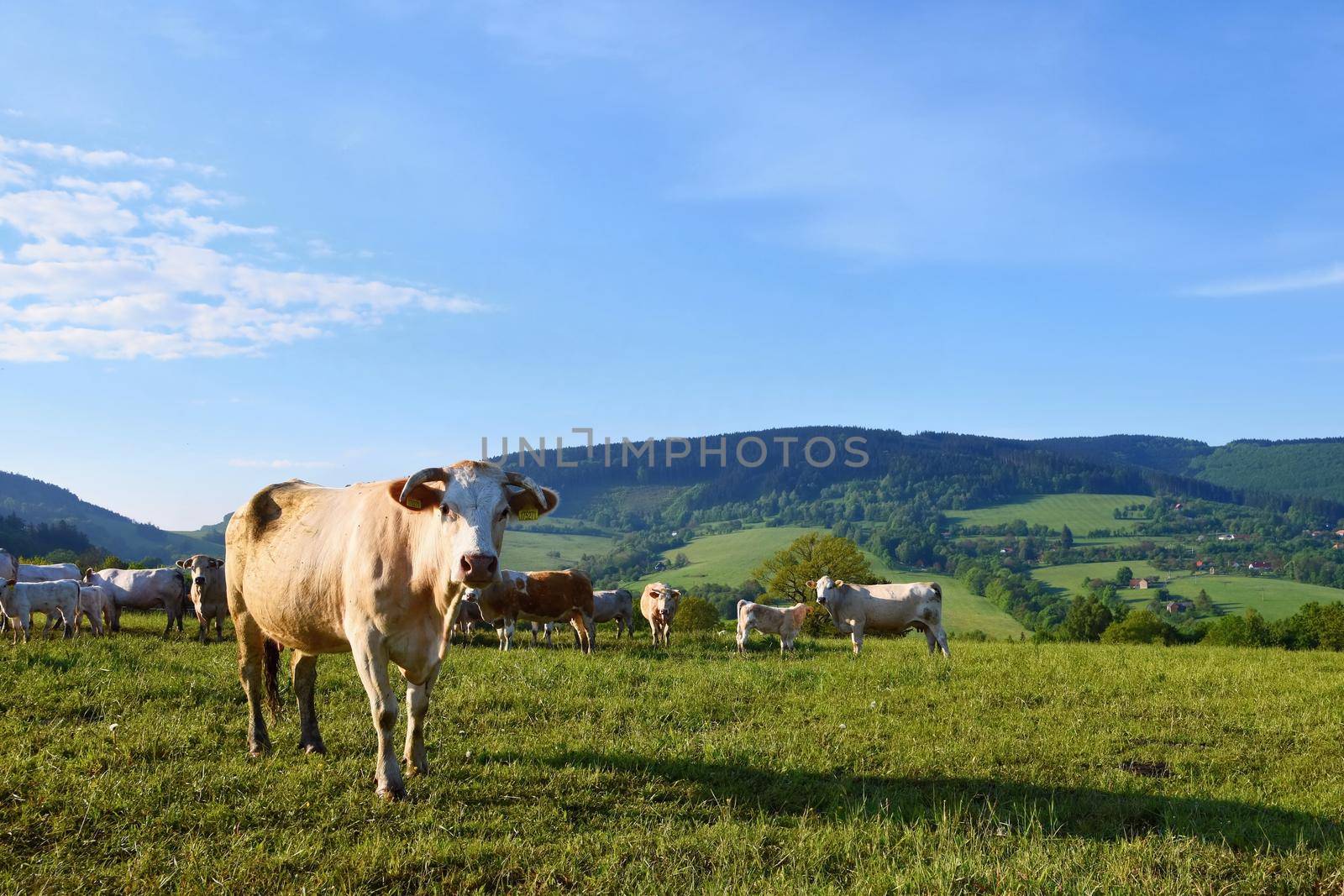 
Beautiful landscape in the mountains in summer. Czech Republic - the White Carpathians - Europe.