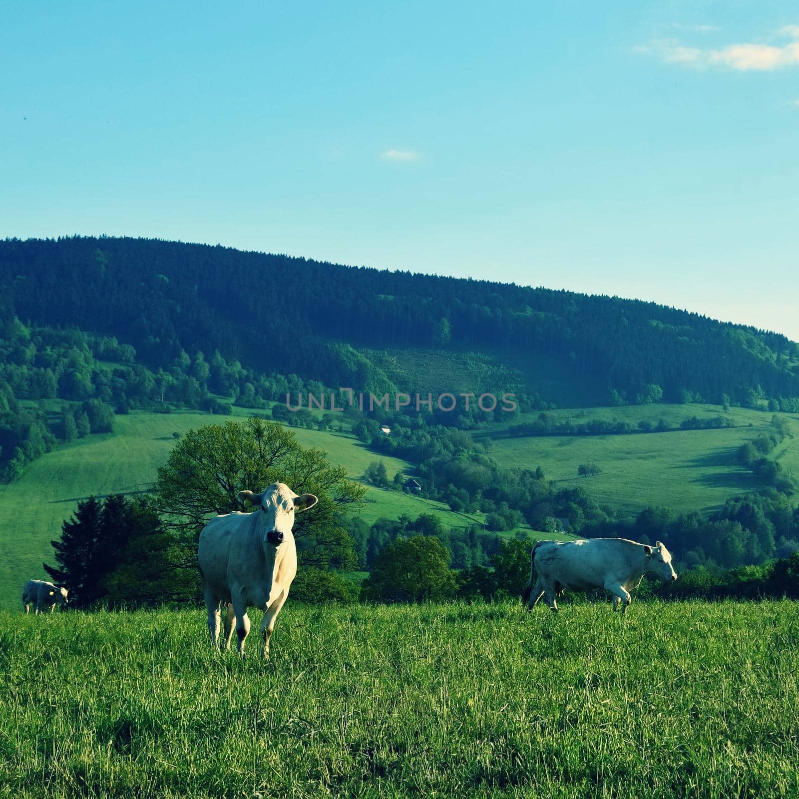 
Beautiful landscape in the mountains in summer. Czech Republic - the White Carpathians - Europe.