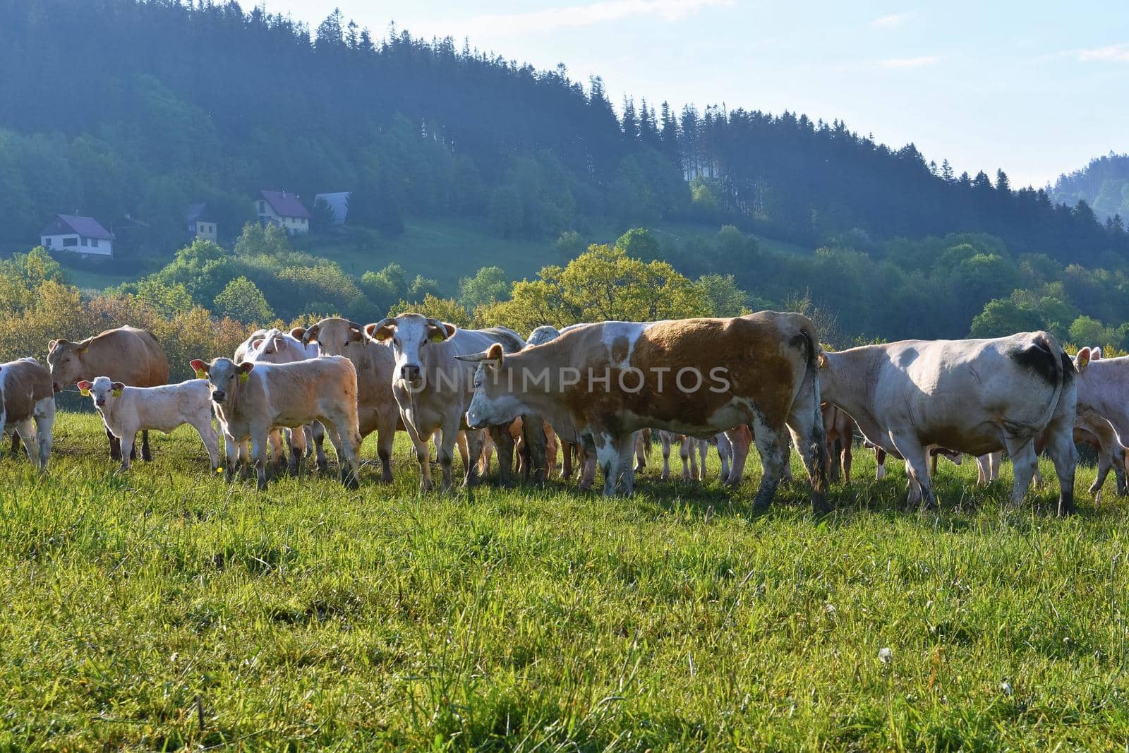
Beautiful landscape in the mountains in summer. Czech Republic - the White Carpathians - Europe.