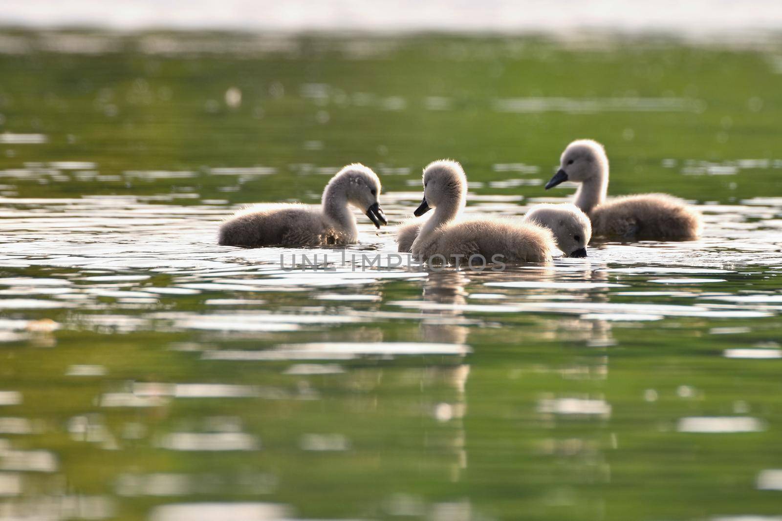 Beautiful swan cubs at the pond.
