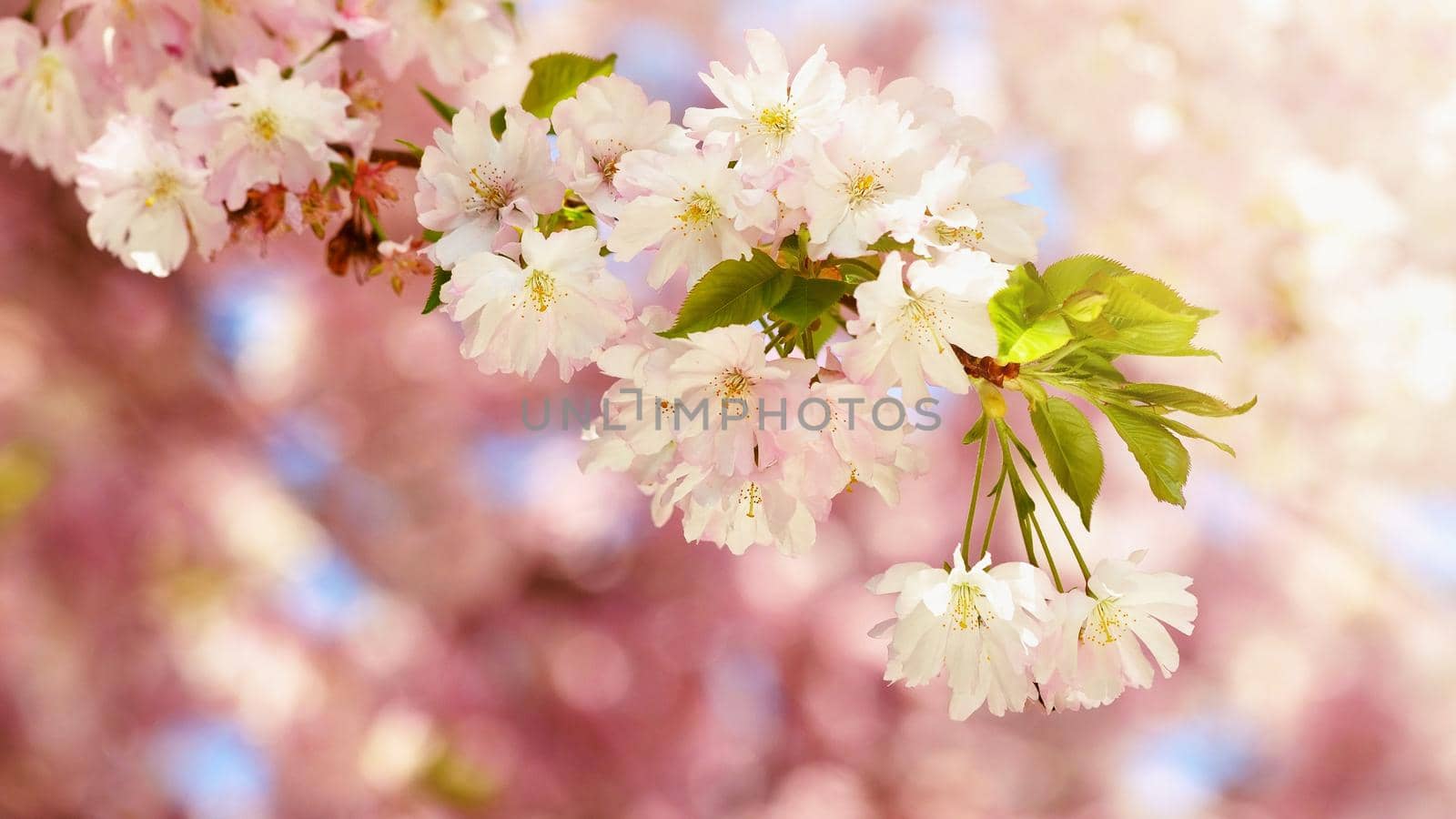 Beautiful blossom tree. Nature scene with sun in Sunny day. Spring flowers. Abstract blurred background in Springtime. 