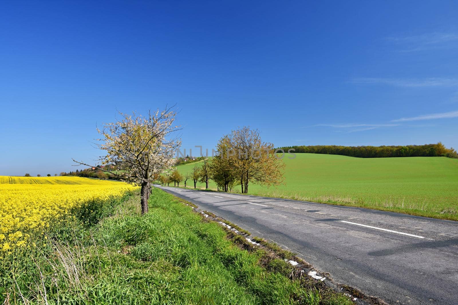 Asphalt road near a field with beautiful rapeseed flowers (Brassica napus) (Brassica napus)