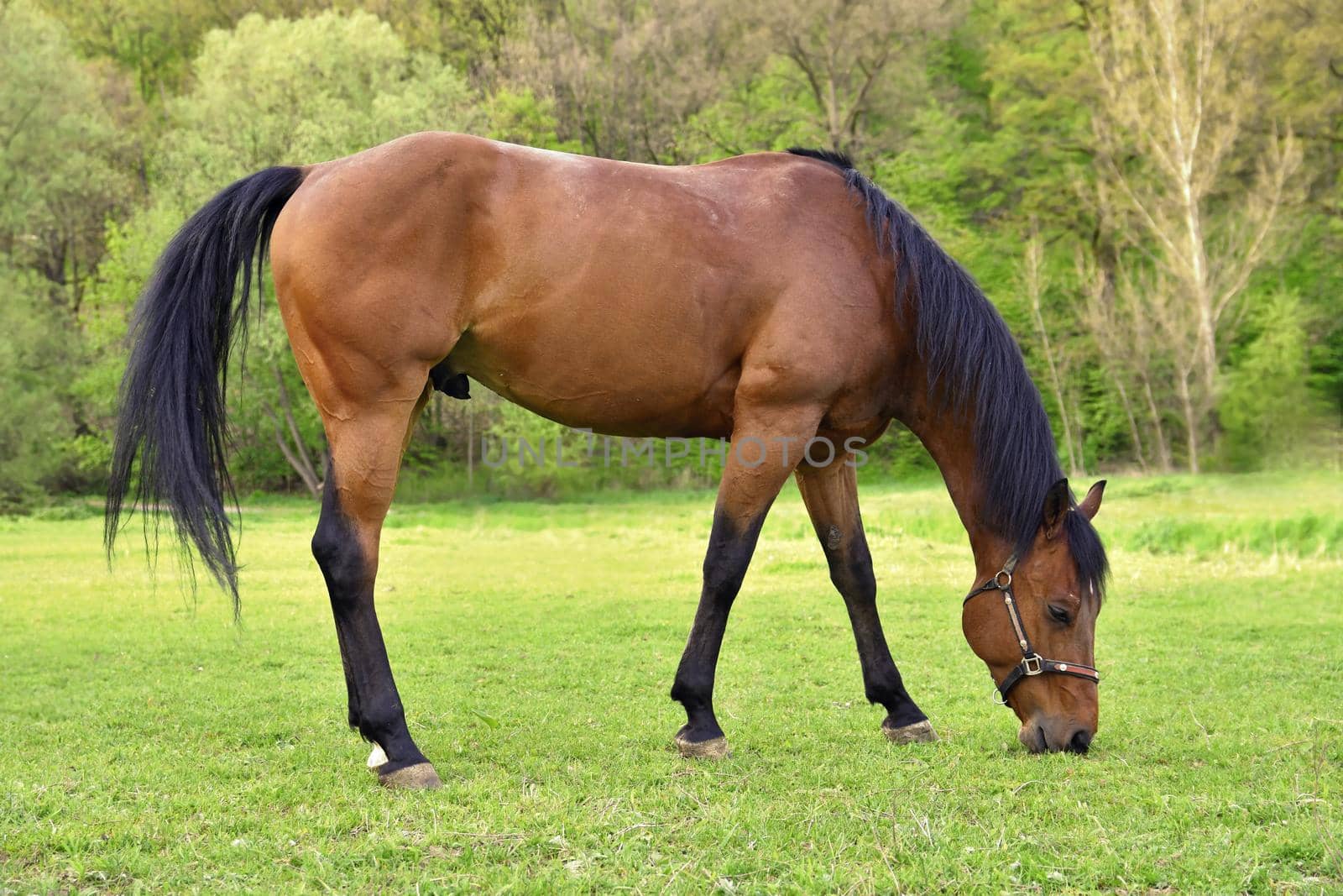 Beautiful horses grazing freely in nature.