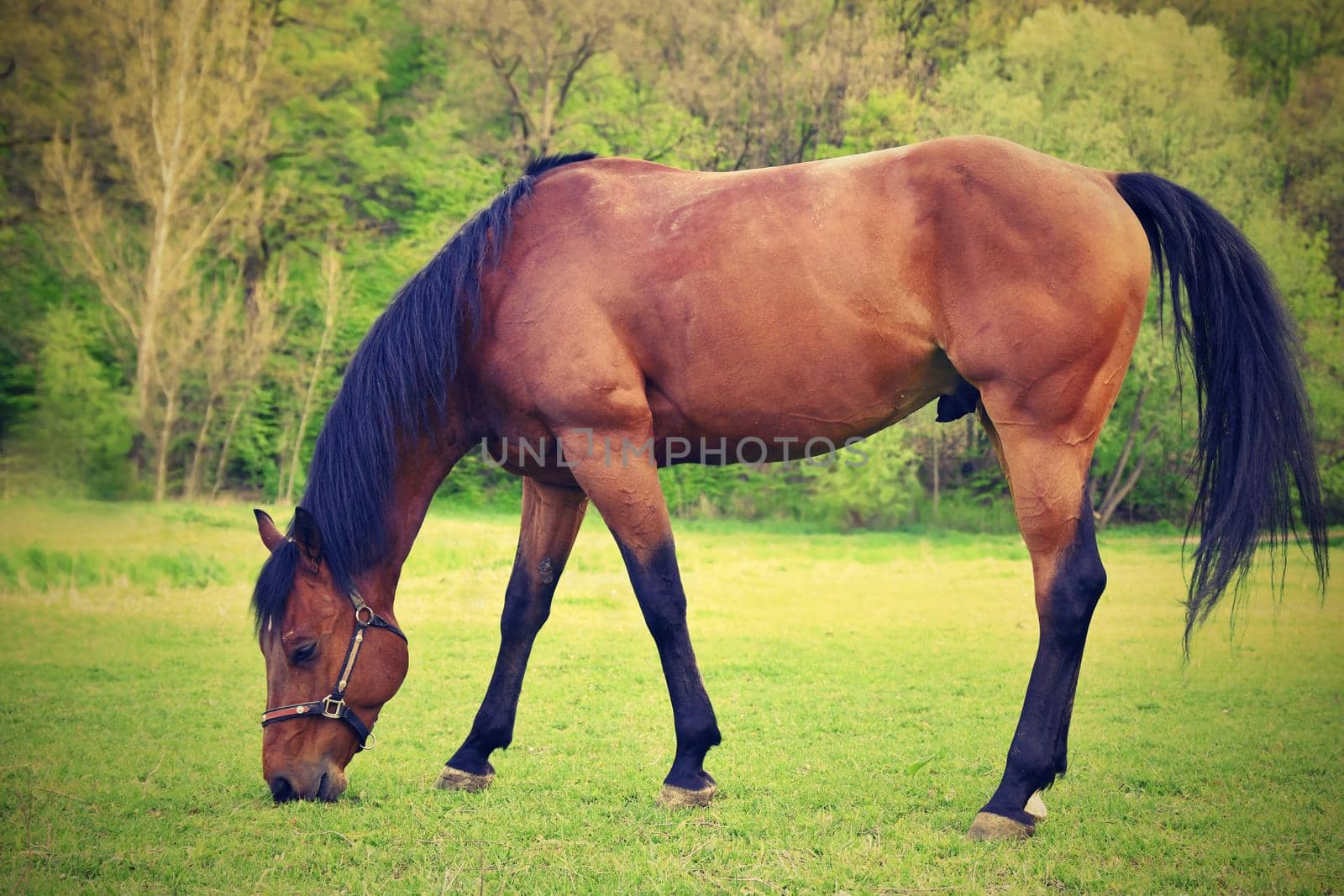 Beautiful horses grazing freely in nature.