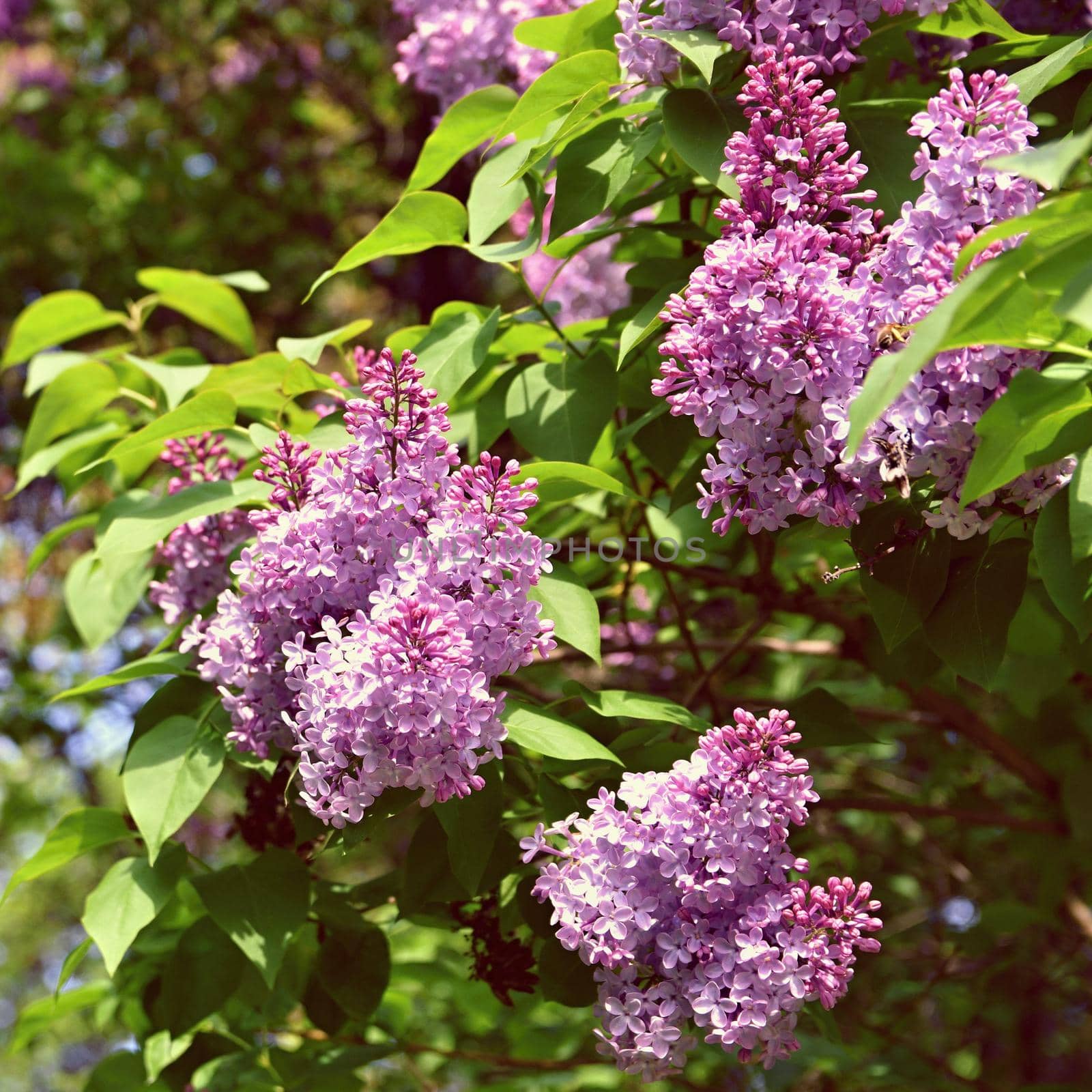 Beautiful blooming spring shrub. Purple lilac. (Syringa) Blurred natural green background.