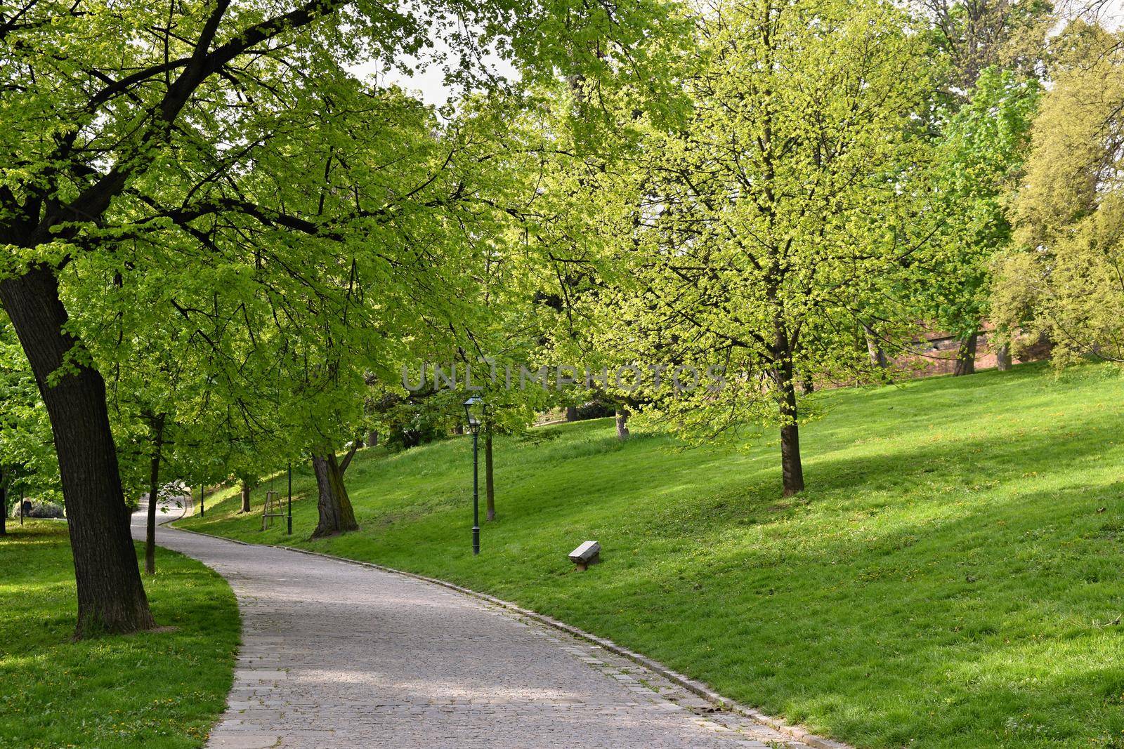 Beautiful green spring park. The journey nature.