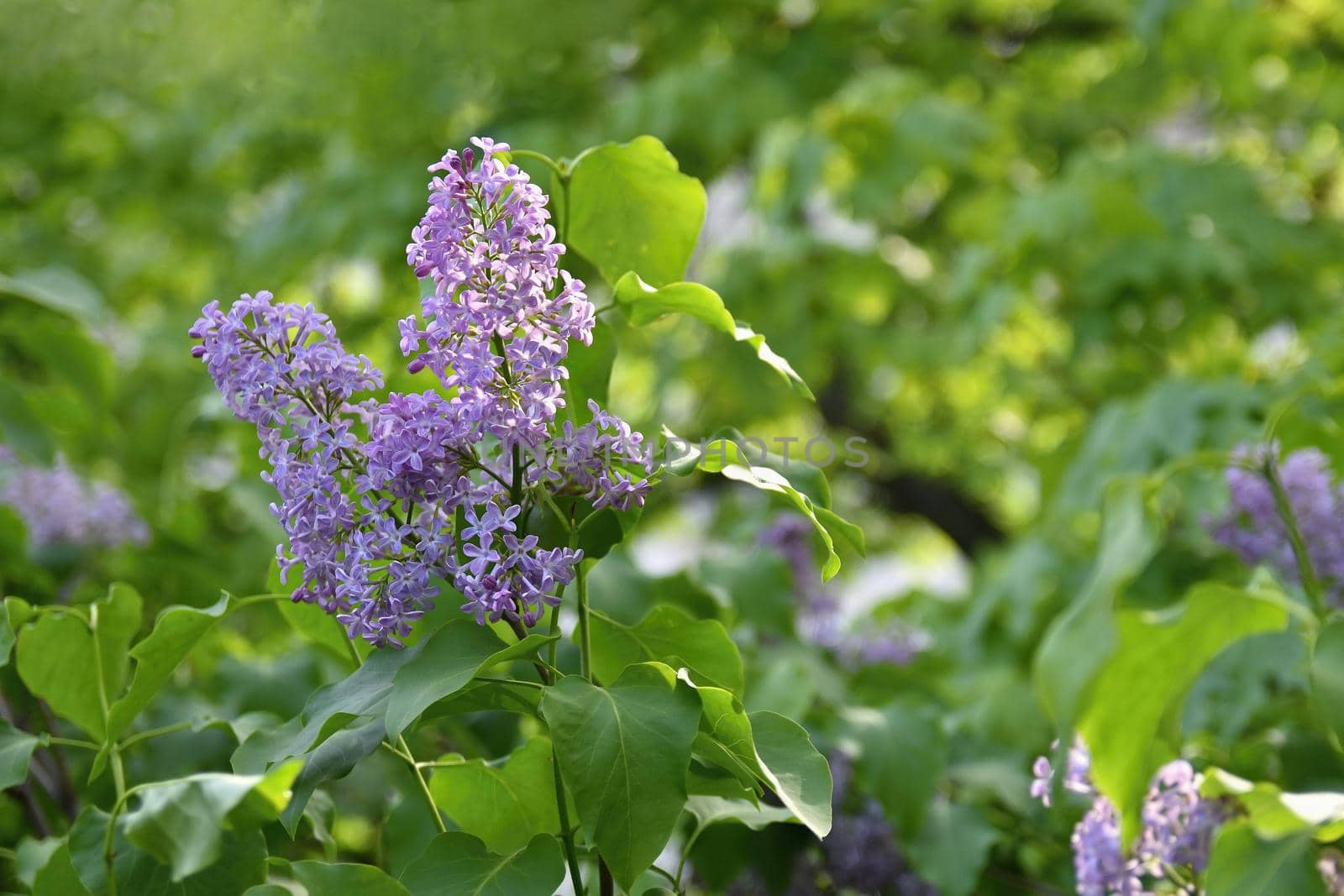 Beautiful blooming spring shrub. Purple lilac. (Syringa) Blurred natural green background.