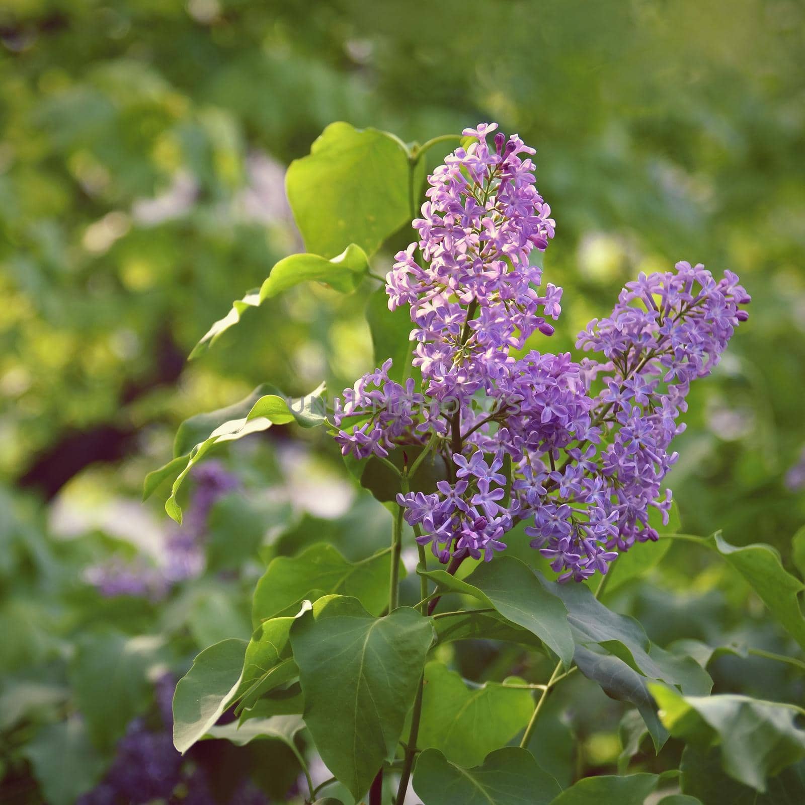 Beautiful blooming spring shrub. Purple lilac. (Syringa) Blurred natural green background.