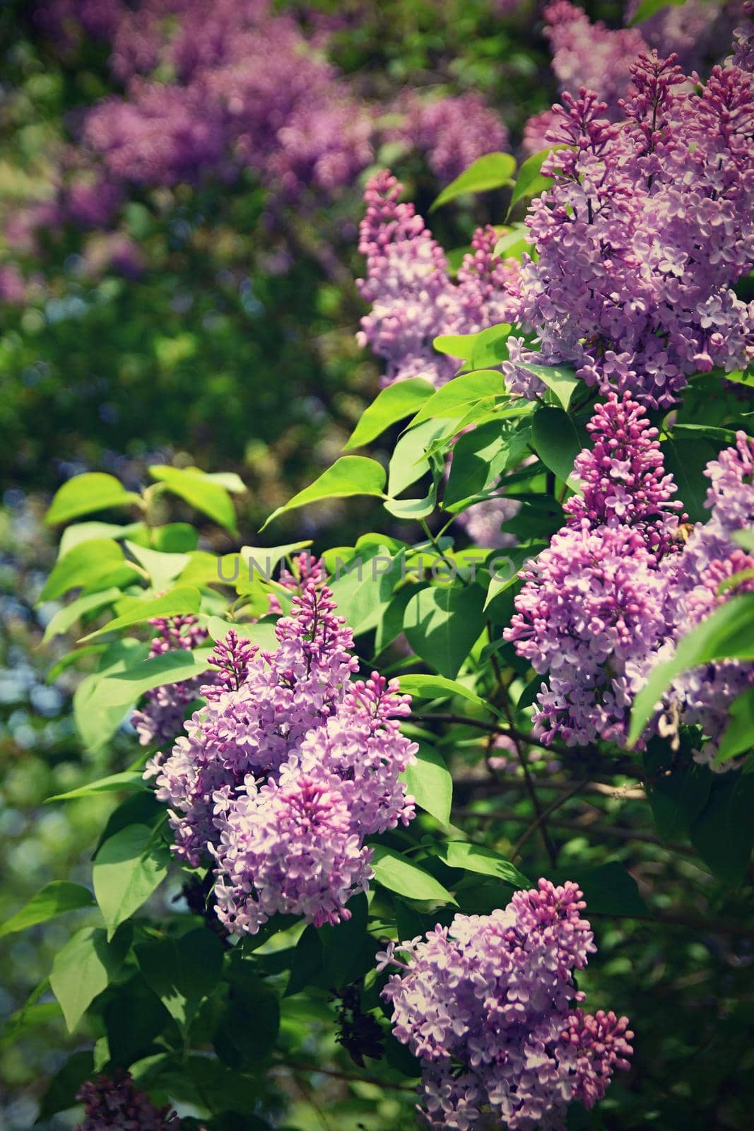 Beautiful blooming spring shrub. Purple lilac. (Syringa) Blurred natural green background. by Montypeter