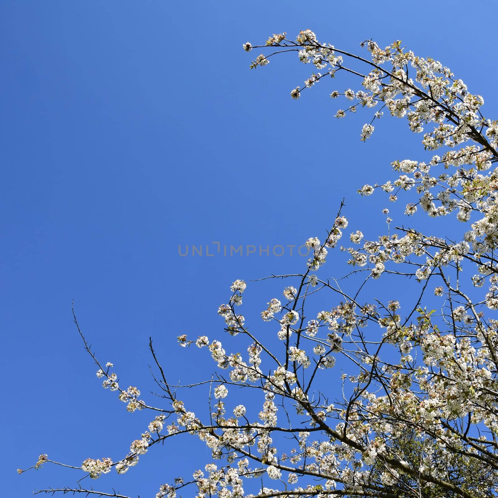 Beautiful blooming fruit tree branch. Beautifully flowering tree. White and pink blossoms with sunshine and blue skies. Nice seasonal nature blurred background in spring.  by Montypeter