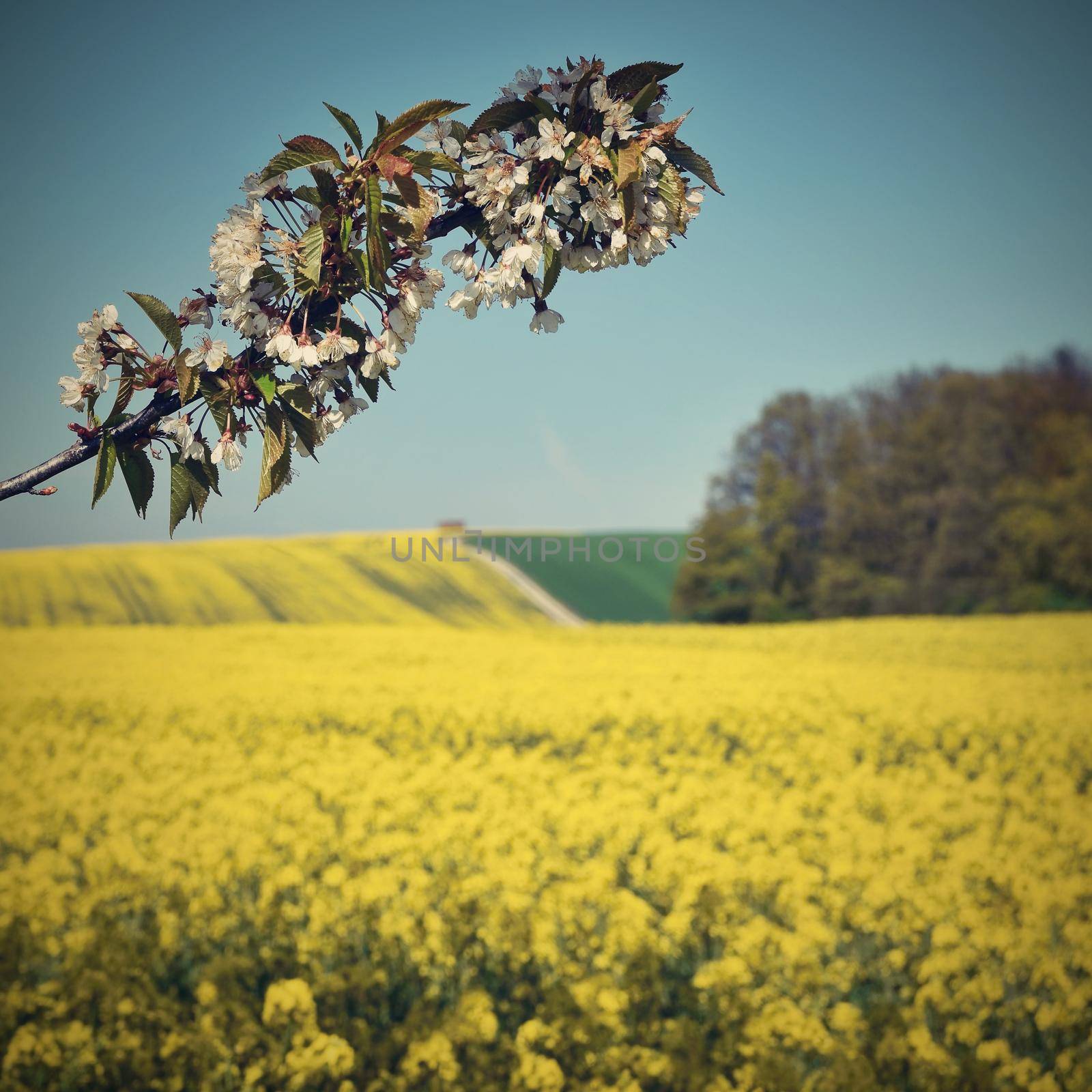 Beautiful blooming fruit tree branch. Yellow flowering fields, ground road and beautiful valley, nature spring landscape.  (Brassica napus) (Brassica napus) by Montypeter