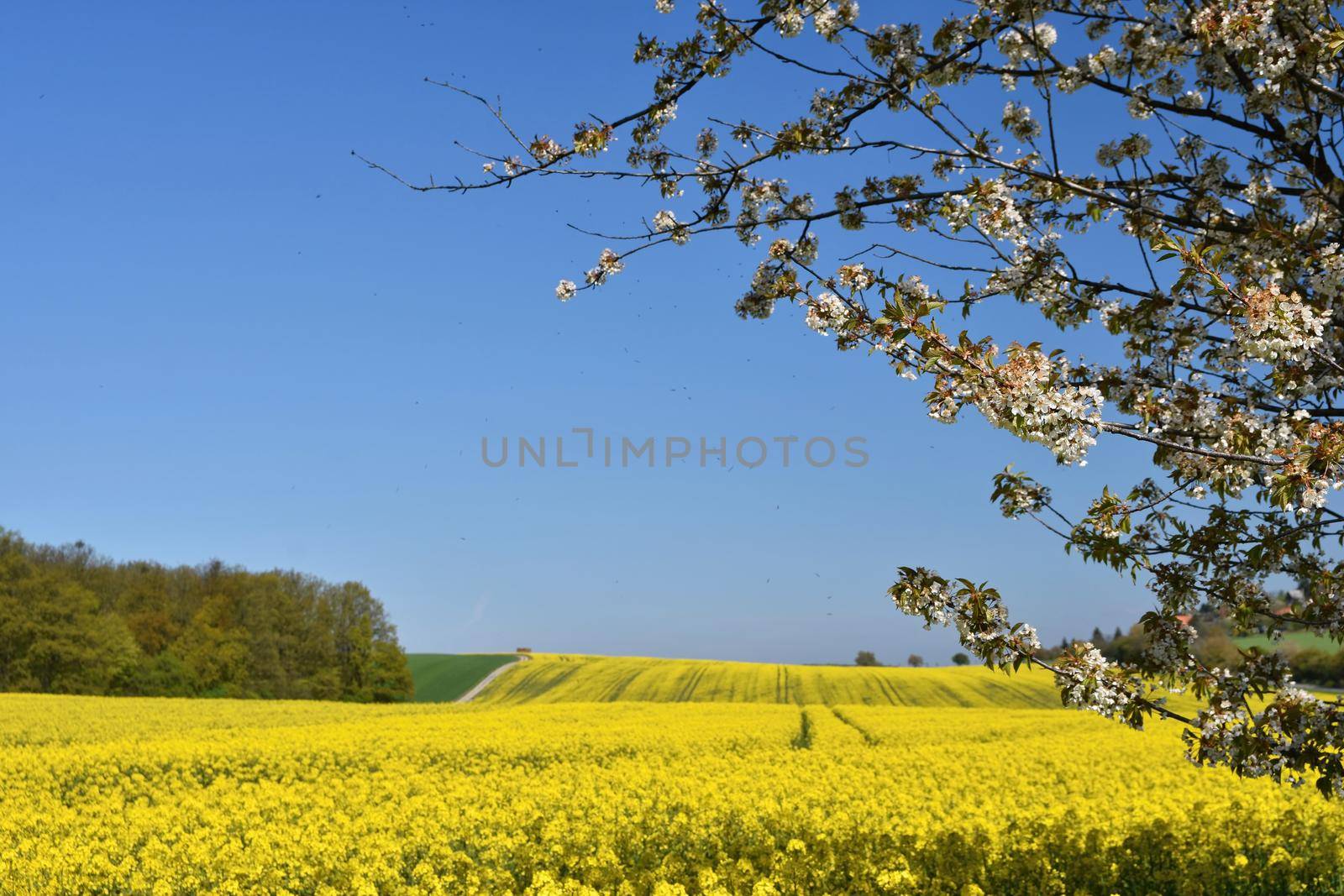Beautiful blooming fruit tree branch. Yellow flowering fields, ground road and beautiful valley, nature spring landscape.  (Brassica napus) (Brassica napus)