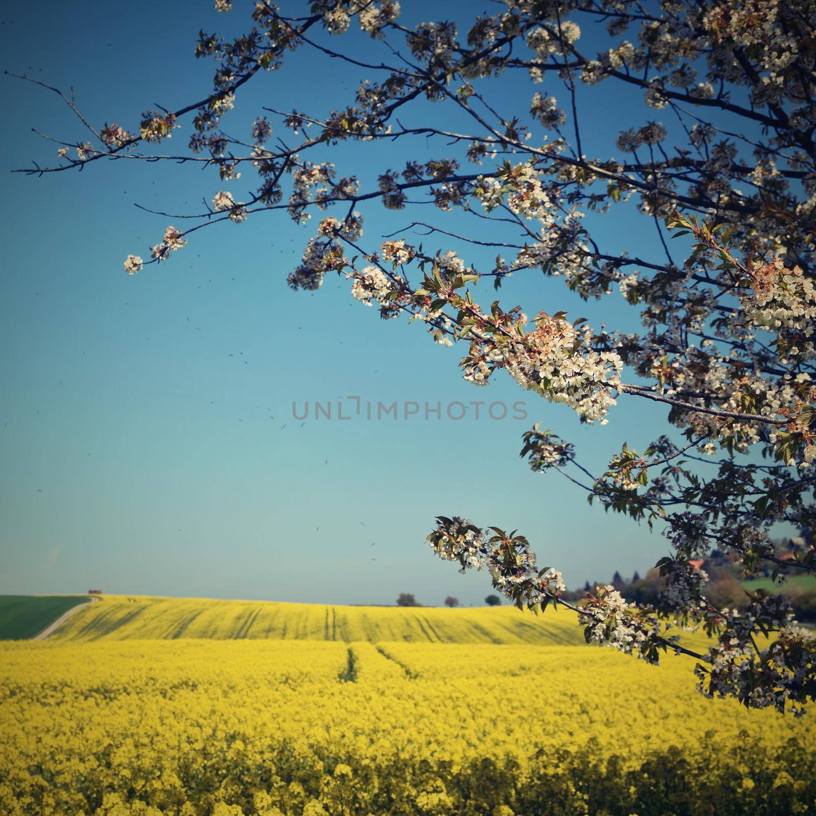 Beautiful blooming fruit tree branch. Yellow flowering fields, ground road and beautiful valley, nature spring landscape.  (Brassica napus) (Brassica napus) by Montypeter