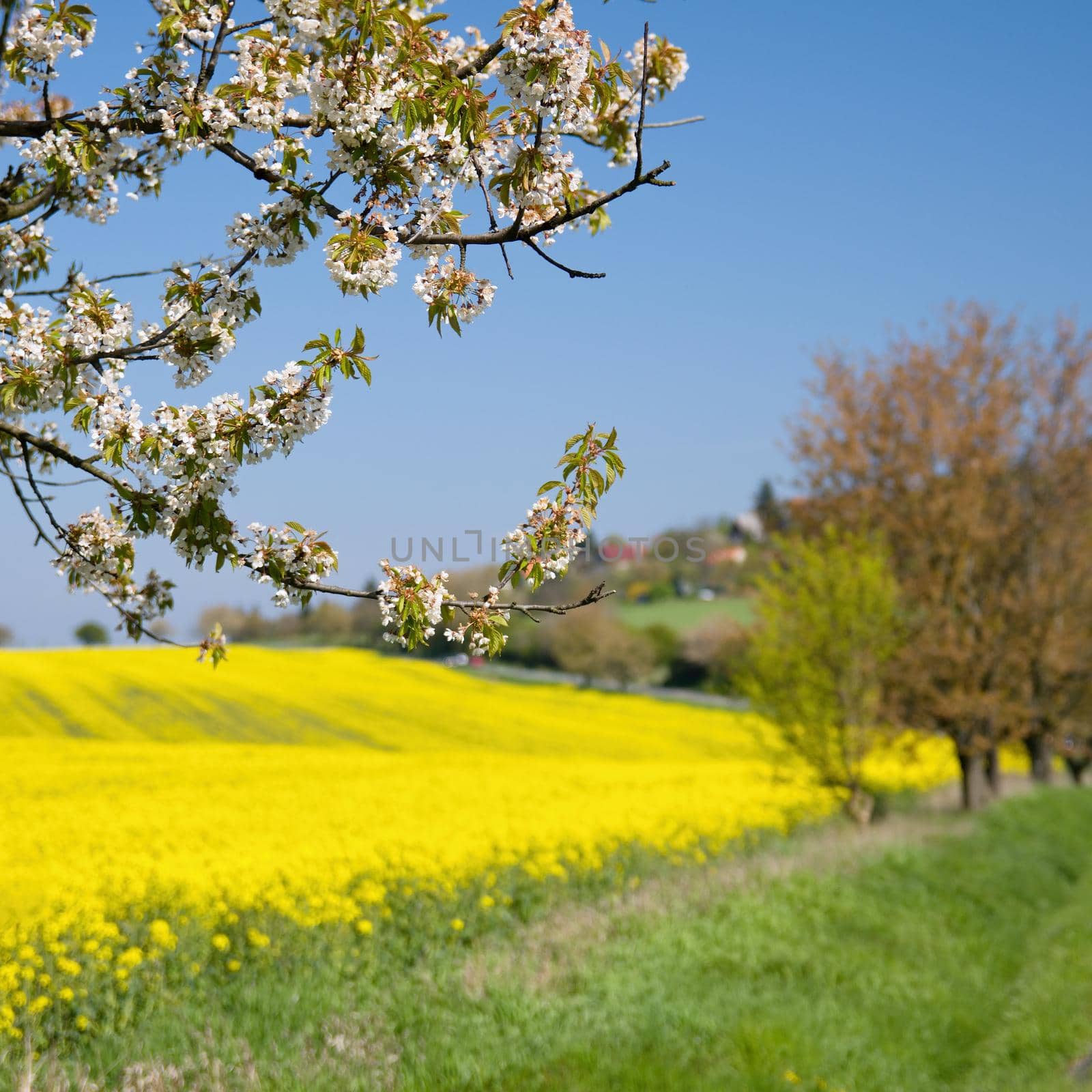 Asphalt road near a field with beautiful rapeseed flowers (Brassica napus) (Brassica napus) by Montypeter