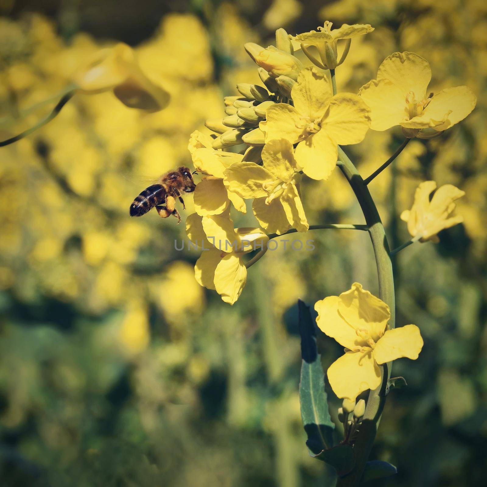 Field with rape (Brassica napus) (Brassica napus)