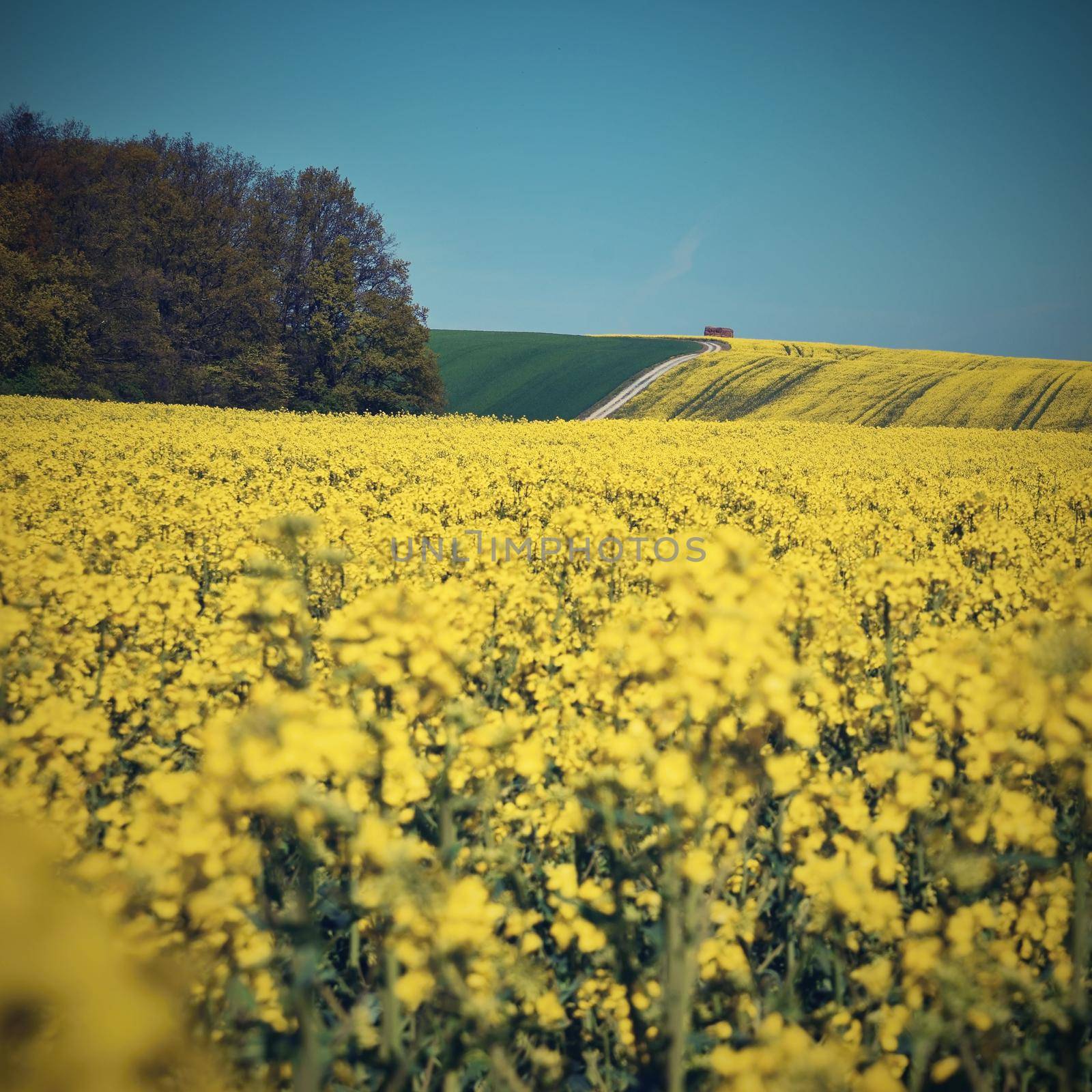 Field with rape (Brassica napus) (Brassica napus) by Montypeter