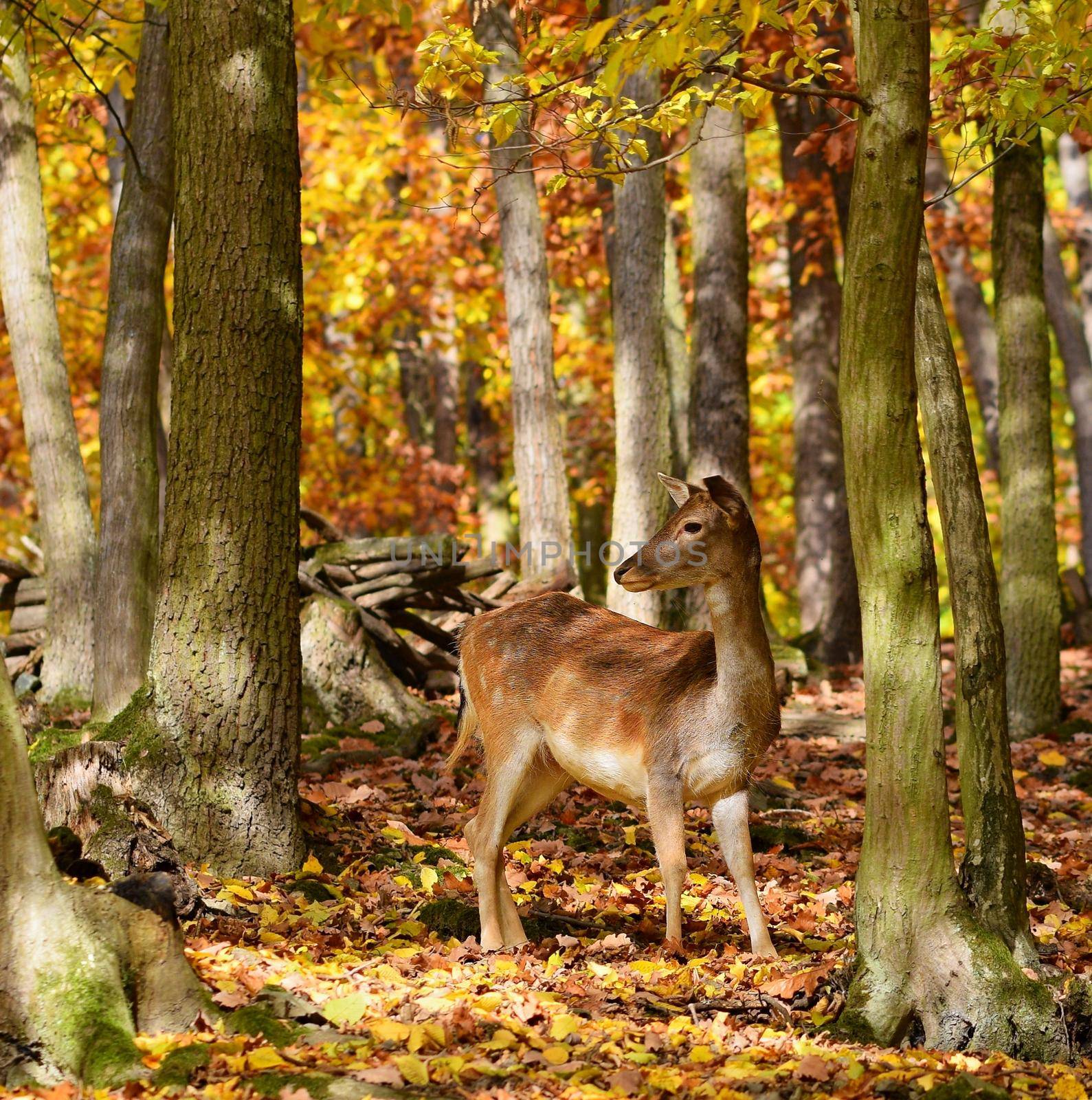 Beautiful color background of autumn nature in the woods with wild deer. Fallow deer, (Dama dama) by Montypeter