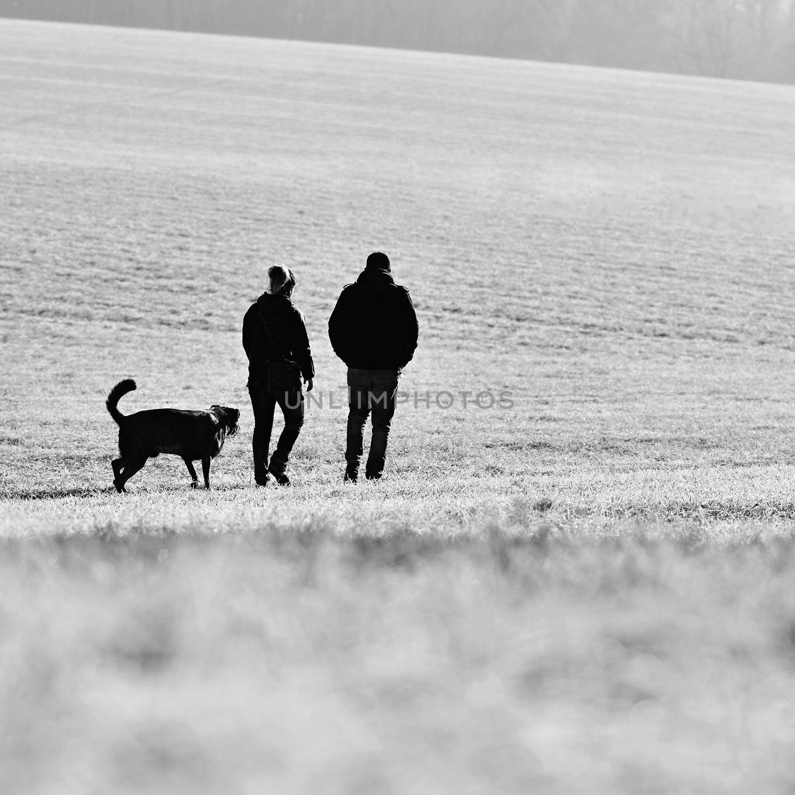 Walking the dog. Beautiful winter seasonal  background in nature.