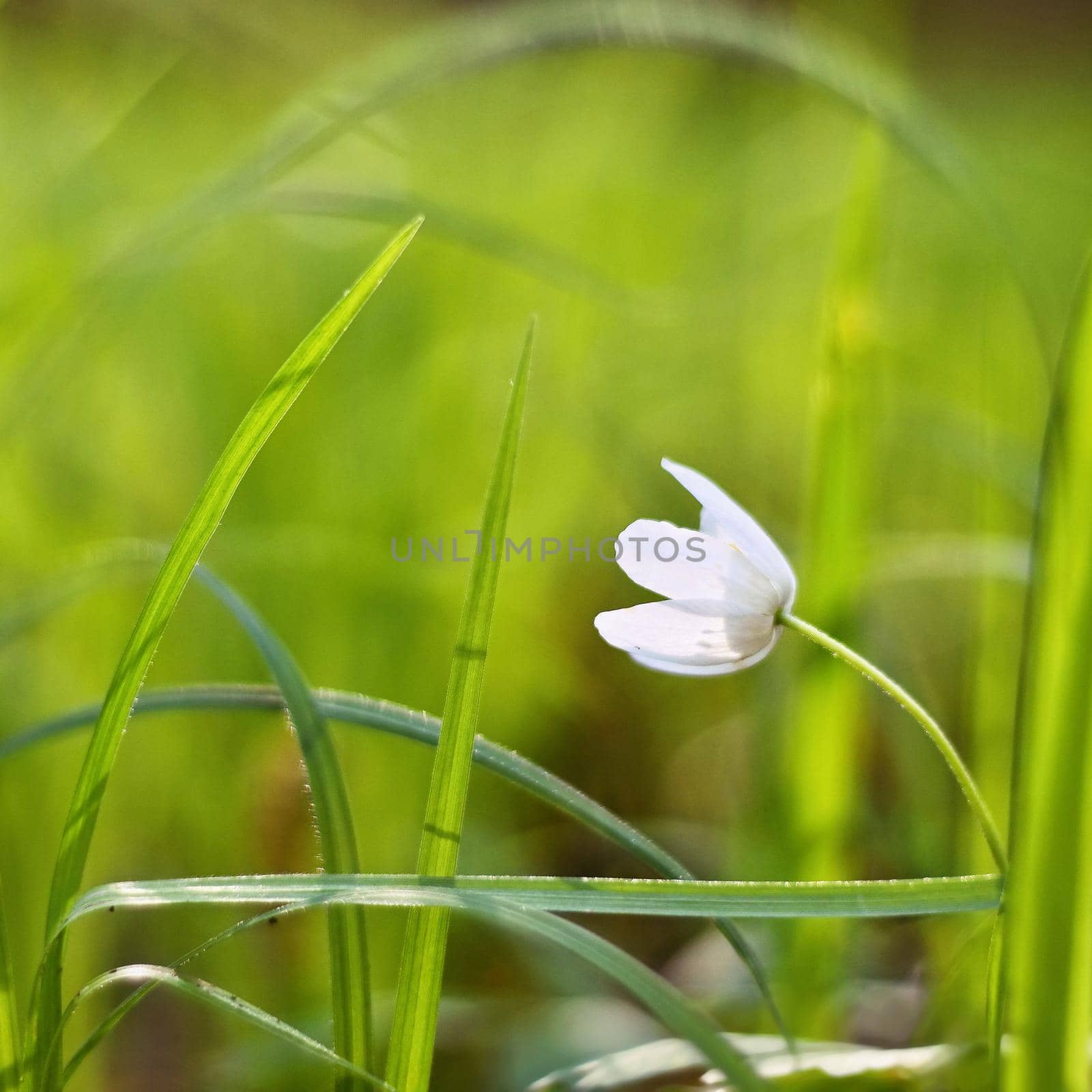 Spring white flowers in the grass (Isopyrum thalictroides)  Photos old lens. by Montypeter