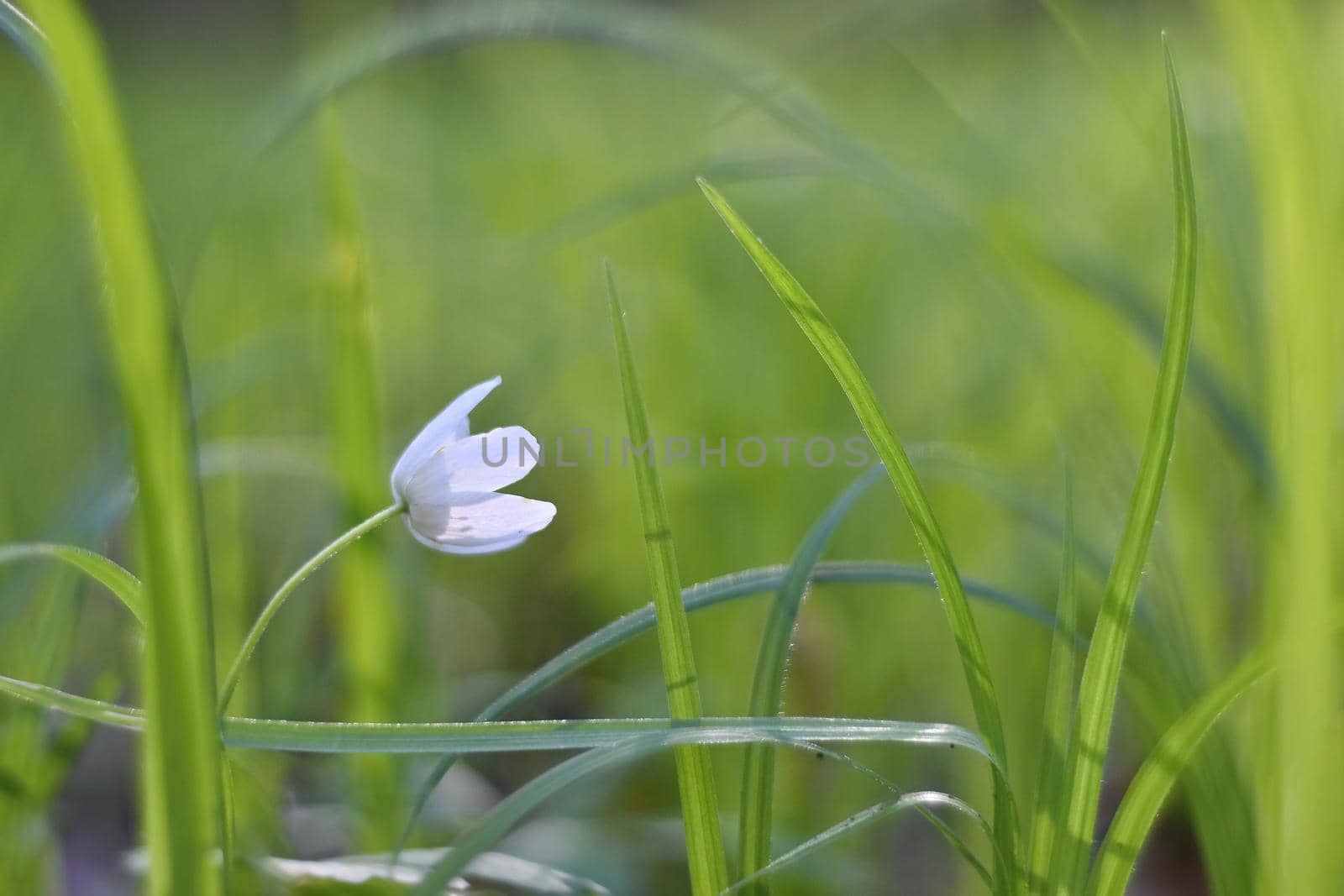 Spring white flowers in the grass (Isopyrum thalictroides) Photos old lens.