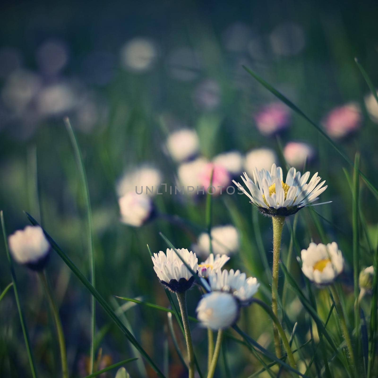 Beautiful blooming daisies in spring meadow.(Old photo lens) by Montypeter