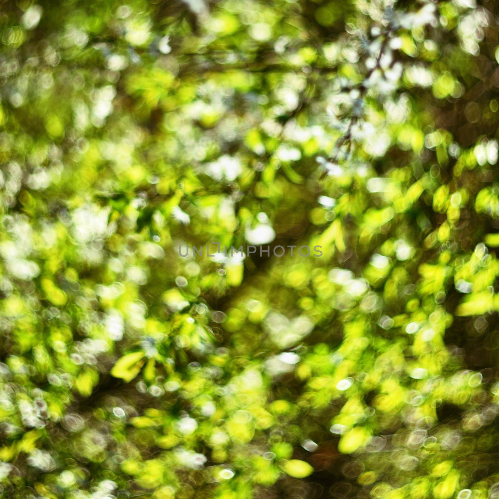 Green natural bokeh abstract background. Photos old lens. by Montypeter