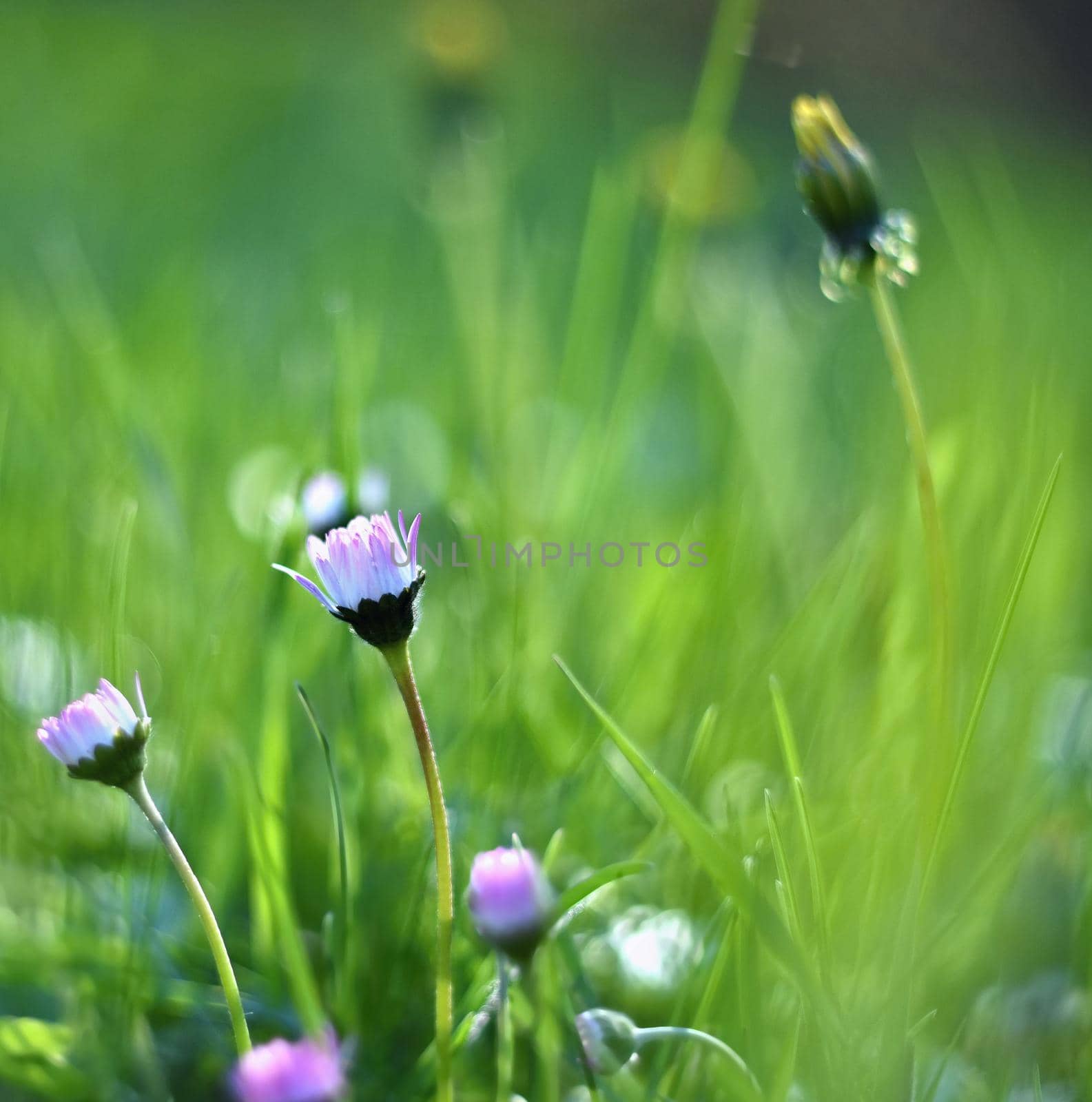 Beautiful blooming daisies in spring meadow.(Old photo lens) by Montypeter