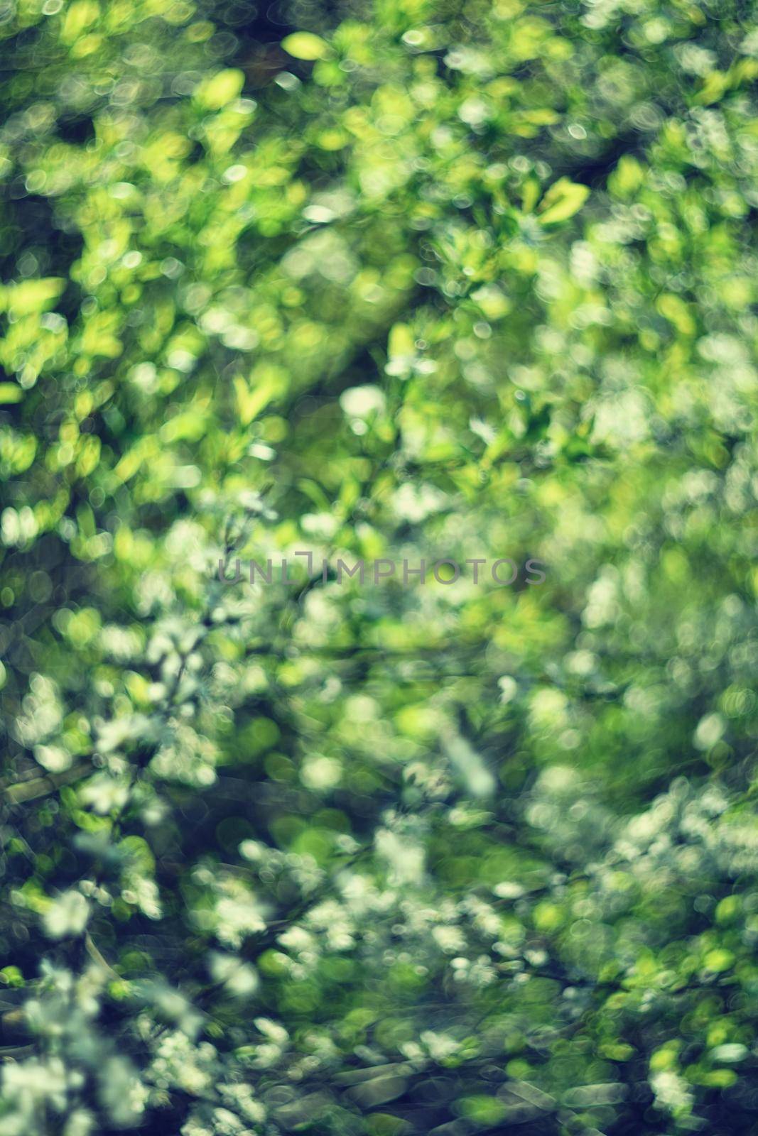 Green natural bokeh abstract background. Photos old lens. by Montypeter