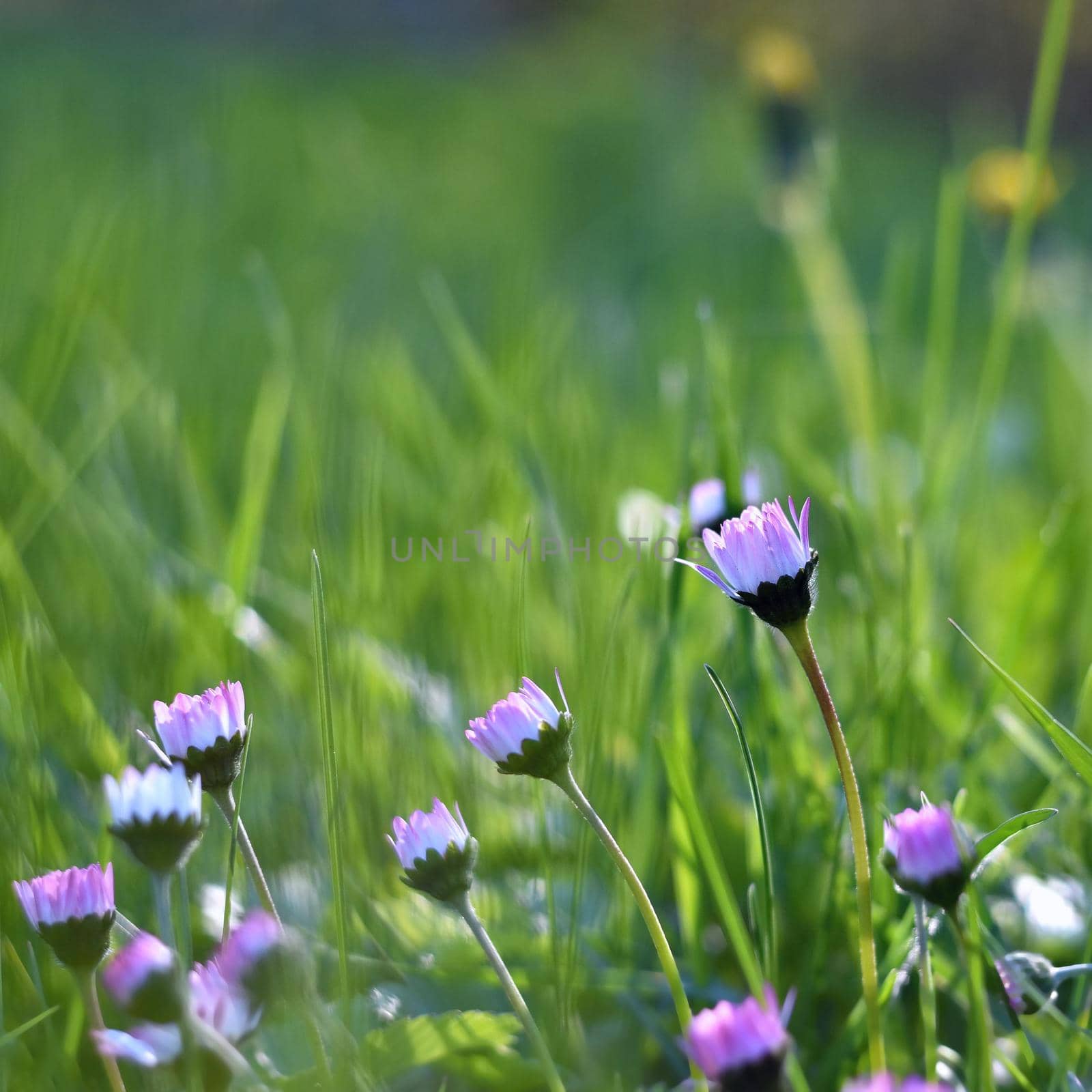 Beautiful blooming daisies in spring meadow.(Old photo lens) by Montypeter