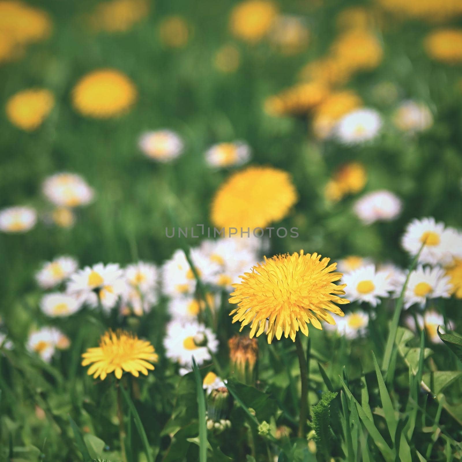 Meadow with flowers. Classical natural spring background with blooming flowers.