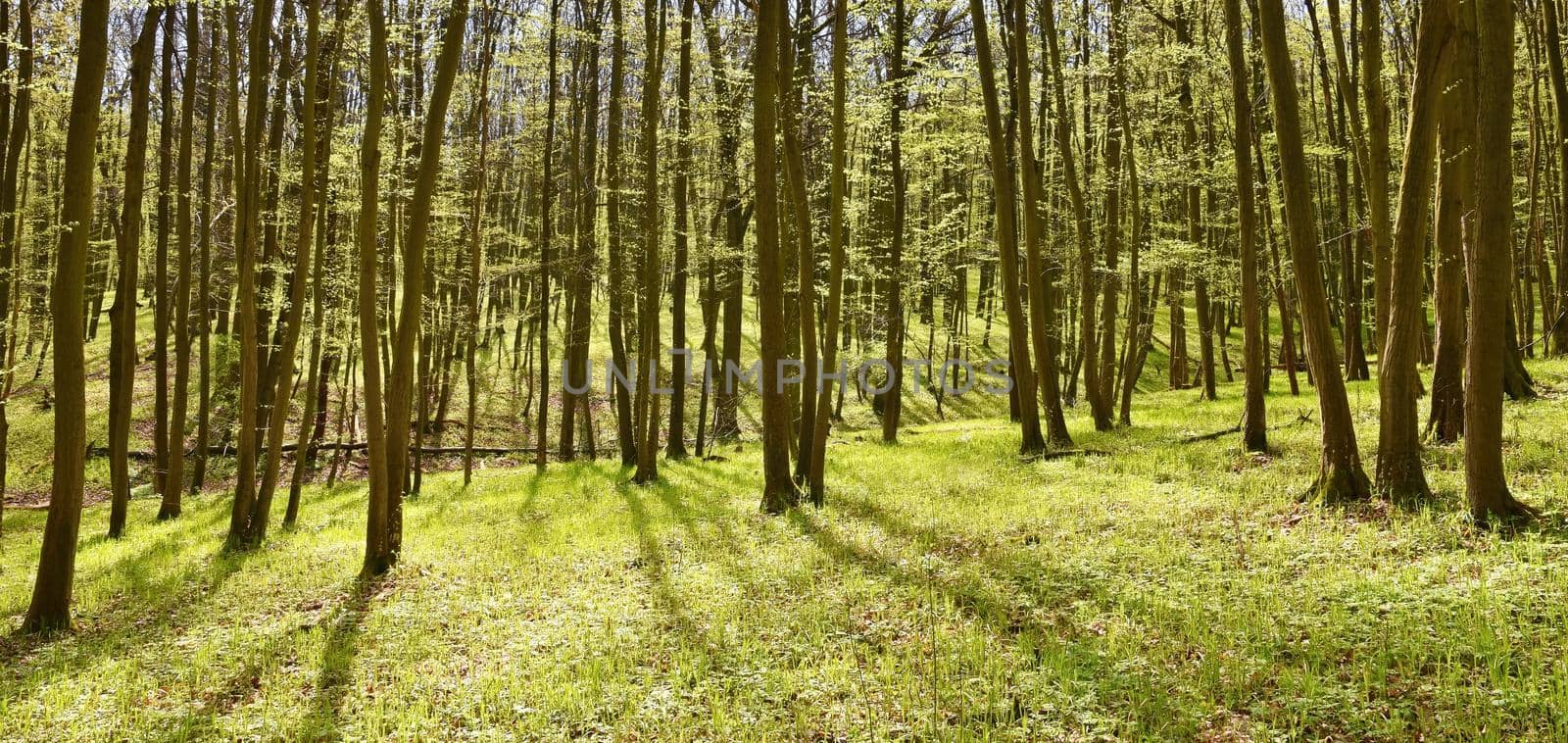 Panorama beautiful green forest in springtime. by Montypeter