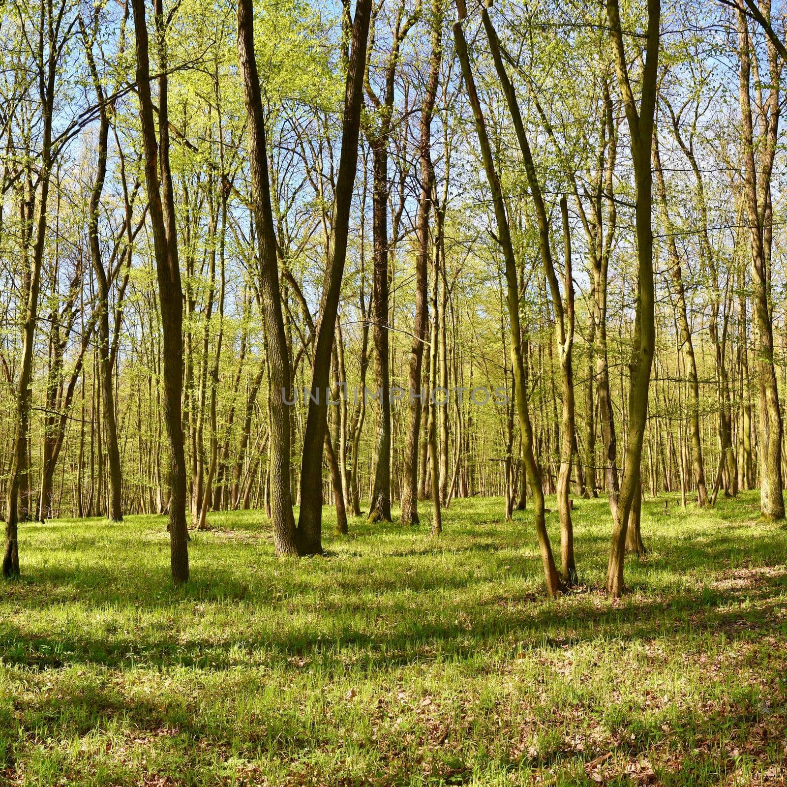 Panorama beautiful green forest in springtime. by Montypeter