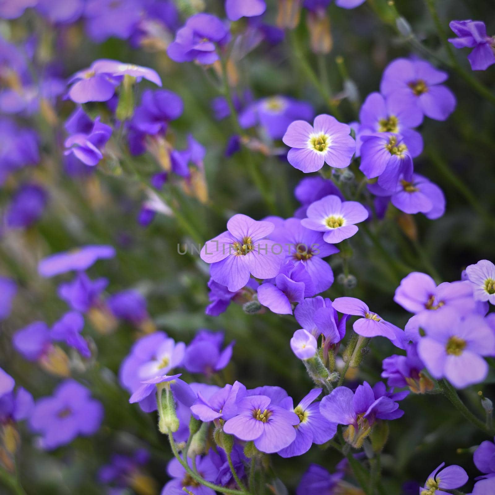 Beautiful flowering small purple flowers by Montypeter