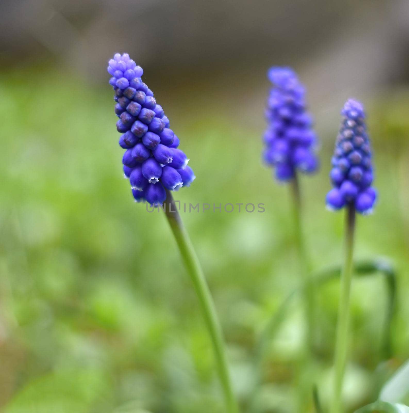 Blue spring flowers grape hyacinth, close-up.