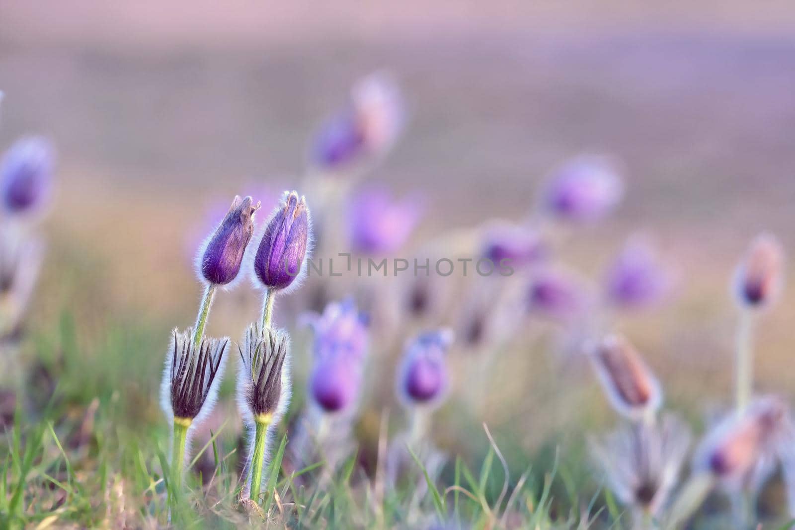 Beautiful purple little furry pasque-flower. (Pulsatilla grandis) Blooming on spring meadow at the sunset.