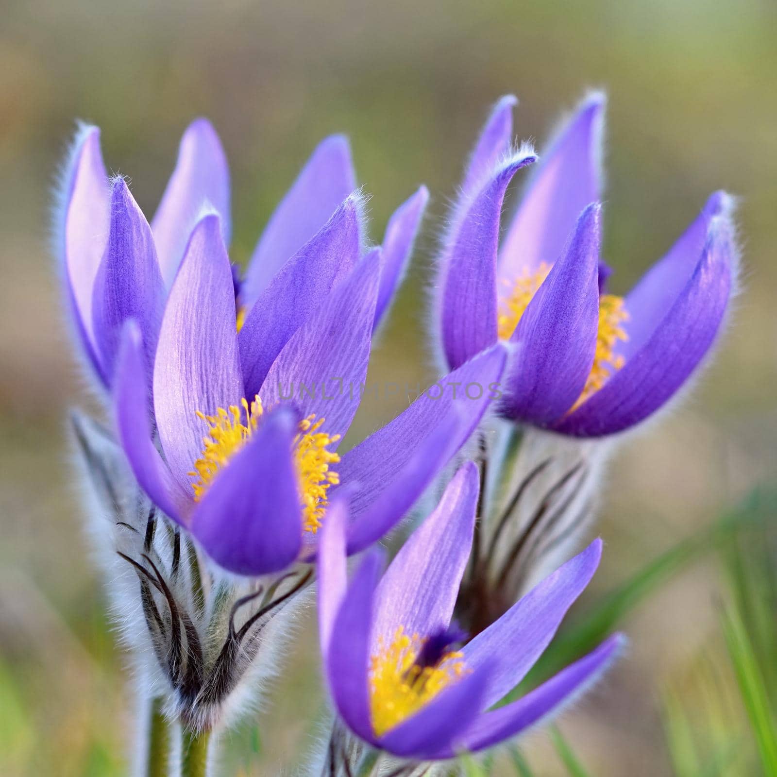 Beautiful purple little furry pasque-flower. (Pulsatilla grandis) Blooming on spring meadow at the sunset. by Montypeter