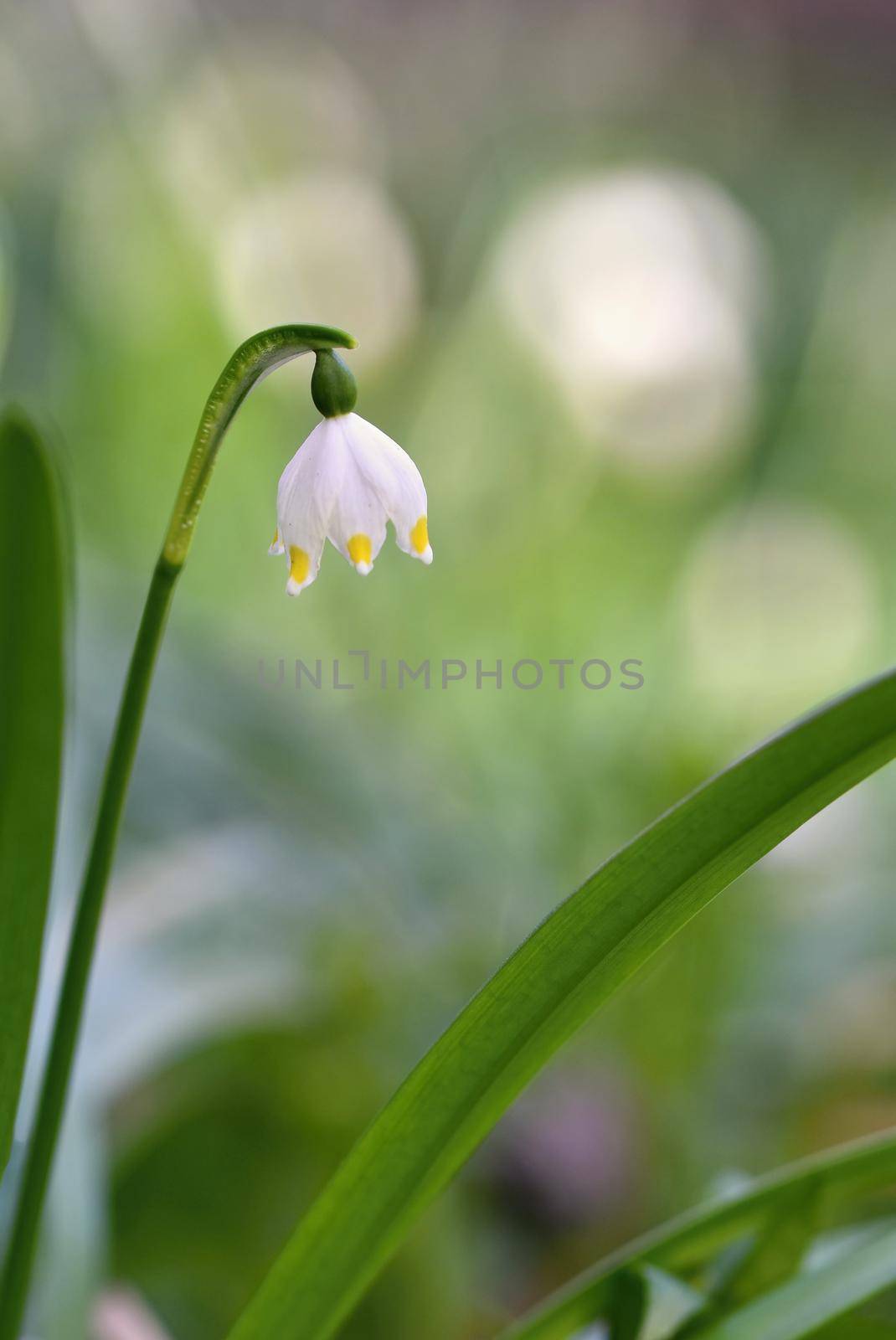 Beautiful blooming spring snowflakes flowers. (leucojum vernum carpaticum) by Montypeter