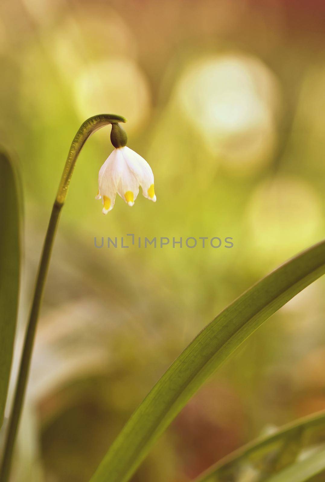 Beautiful blooming spring snowflakes flowers. (leucojum vernum carpaticum)