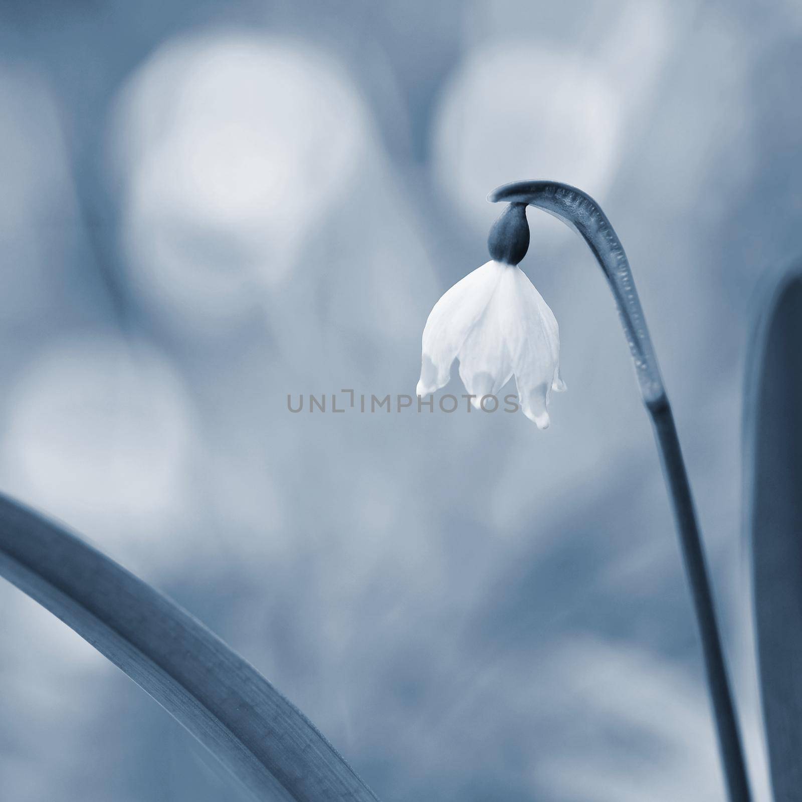 Beautiful blooming spring snowflakes flowers. (leucojum vernum carpaticum)