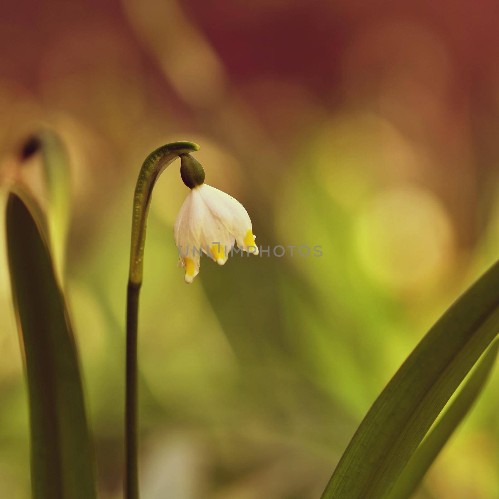 Beautiful blooming spring snowflakes flowers. (leucojum vernum carpaticum) by Montypeter