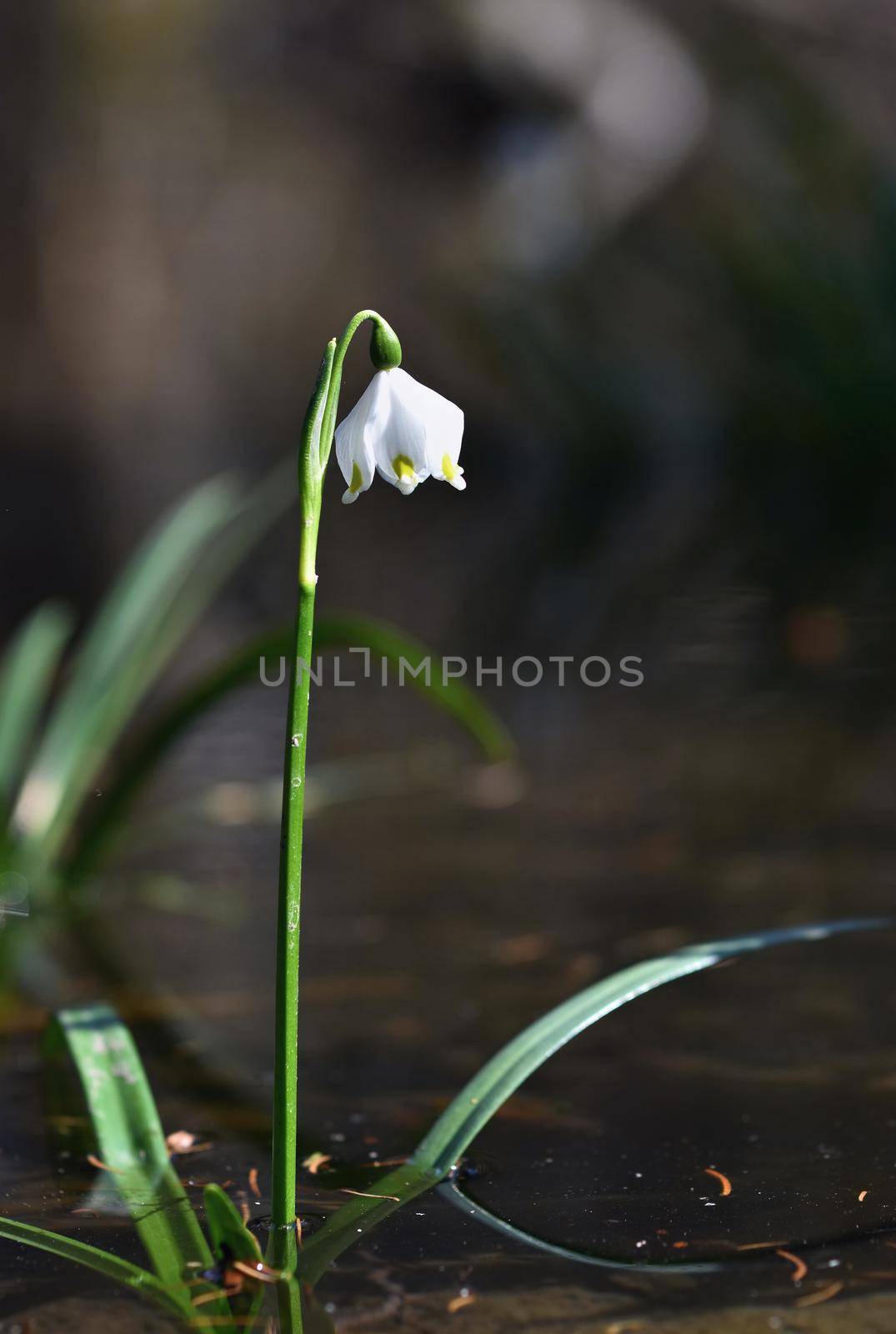 Beautiful blooming spring snowflakes flowers. (leucojum vernum carpaticum) by Montypeter